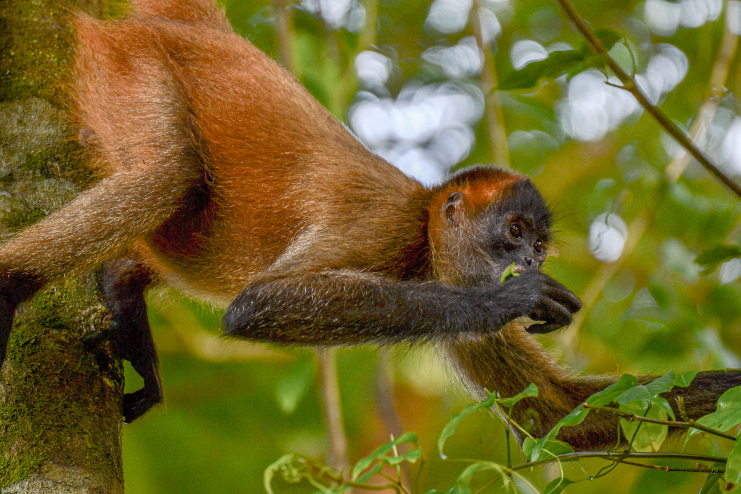 Zwarthandslingeraap (Ateles geoffroyi), Tortuguero Nationaal Park, Costa Rica