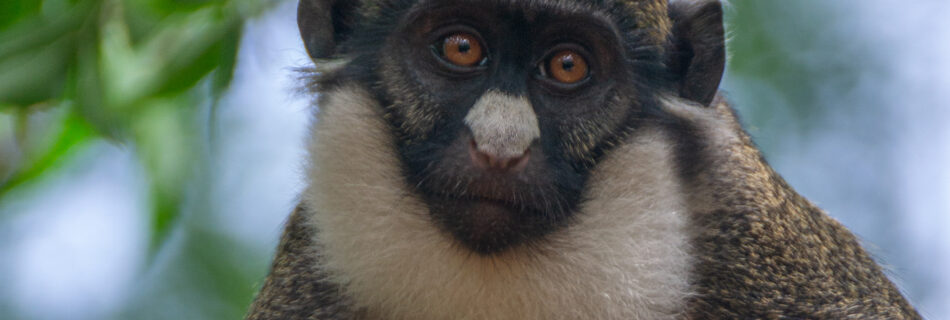 Wilde kleine witneusmeerkat (Cercopithecus petaurista), Accra, Ghana