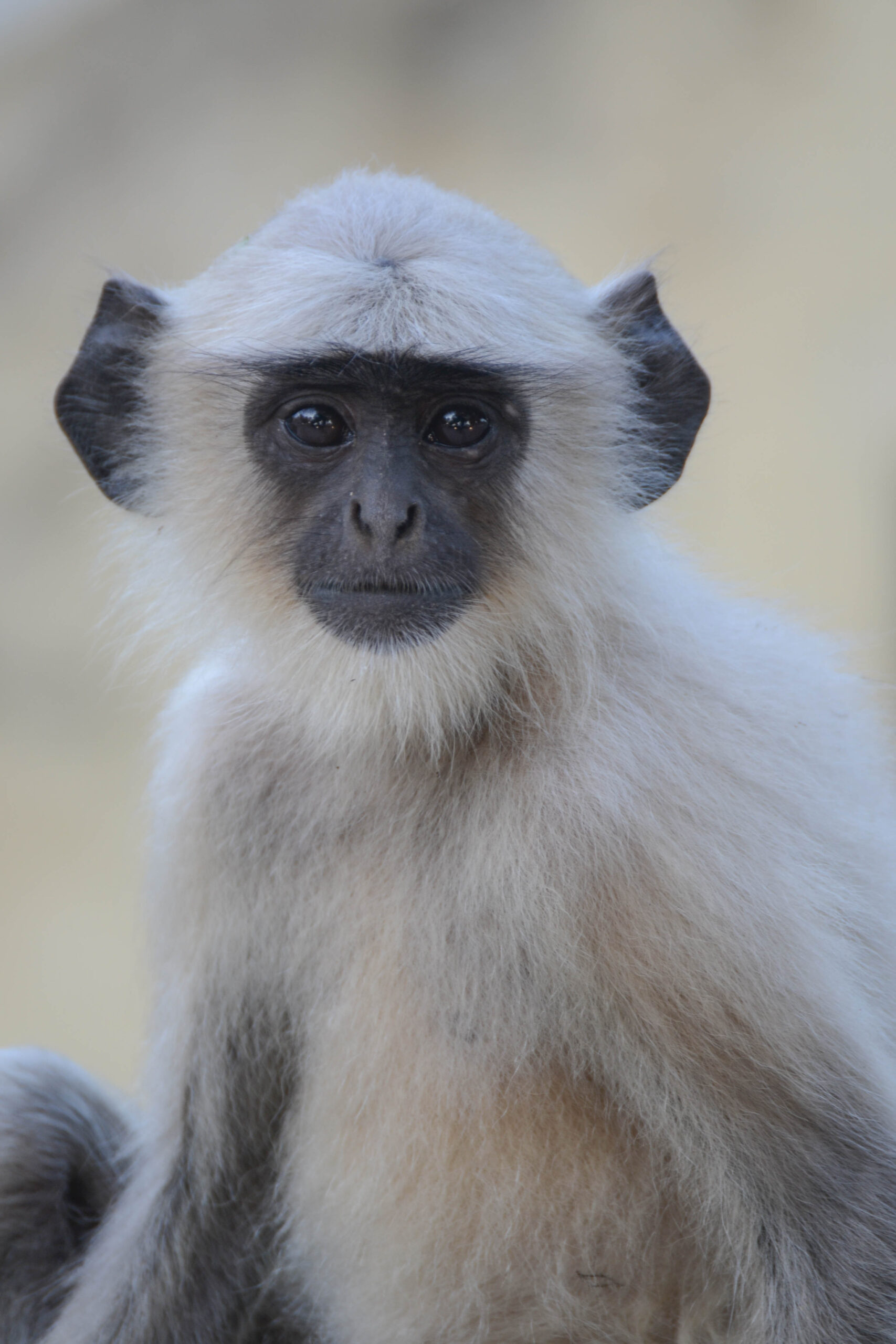 Voor-Indische hoelman (Semnopithecus entellus), Udaipur, India