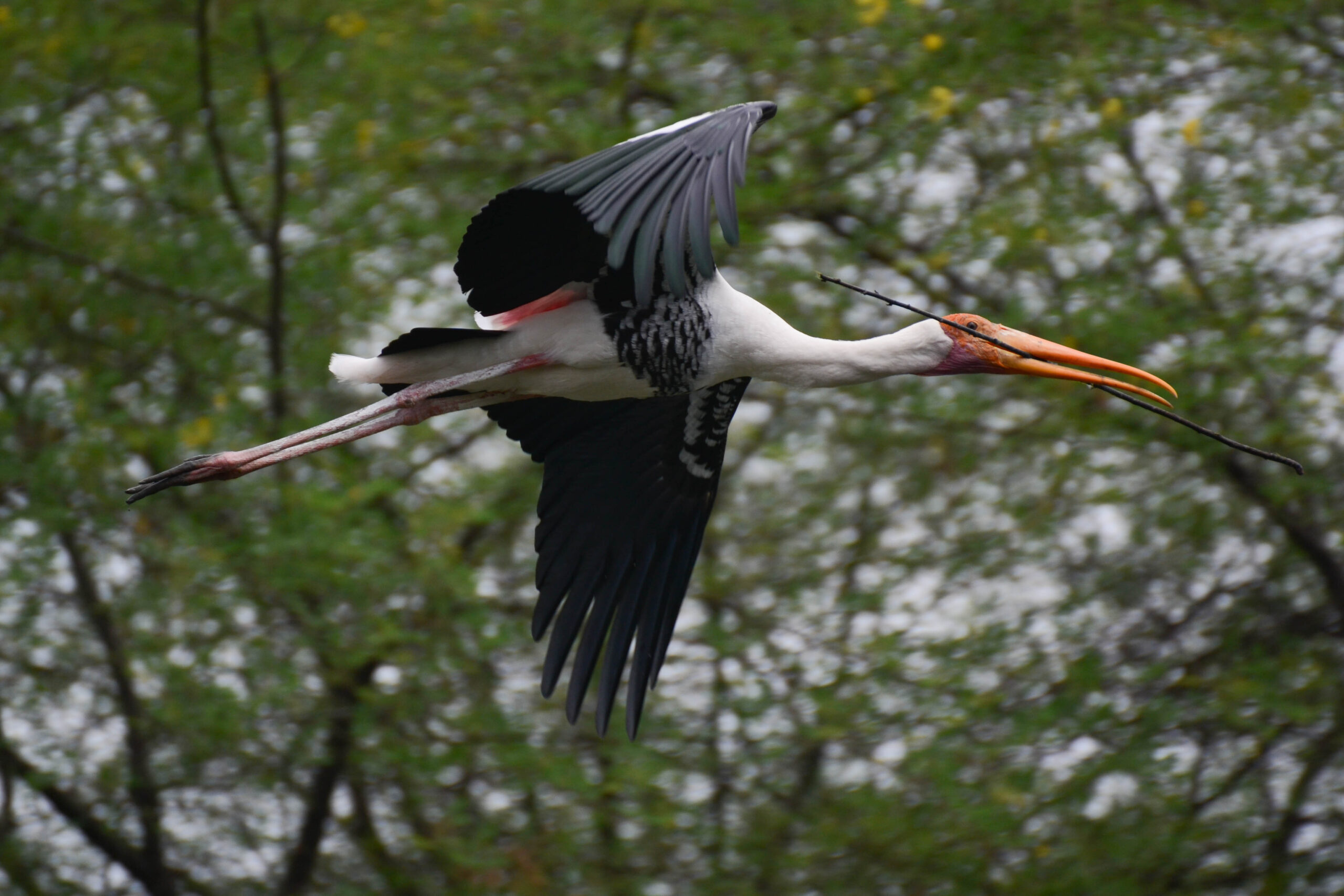 Indische nimmerzat (Mycteria leucocephala), Keoladeo National Park, India