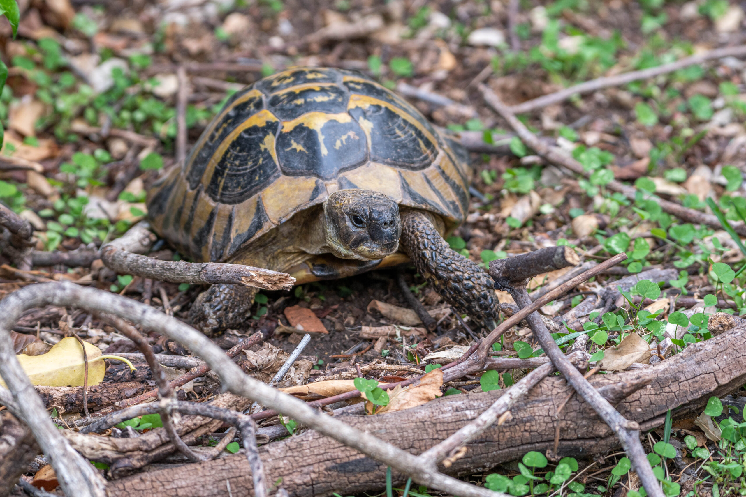 Griekse landschildpad (Testudo hermanni), Nationaal Park Galicica, Noord-Macedonië