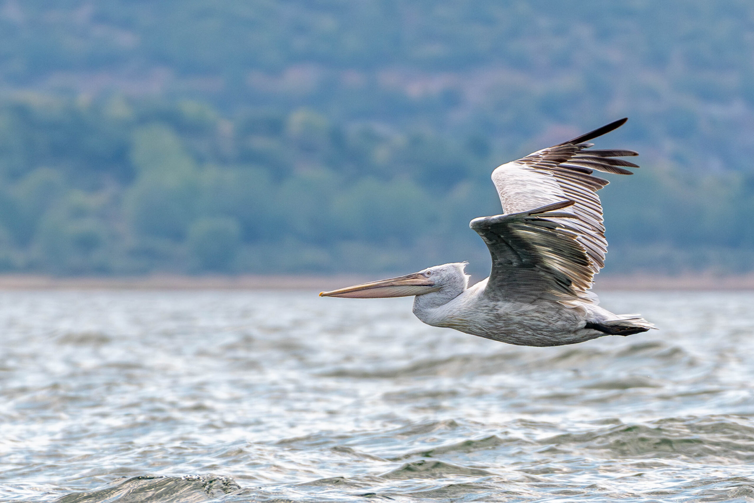 Kroeskoppelikaan (Pelecanus crispus), Nationaal Park Galicica, Noord-Macedonië