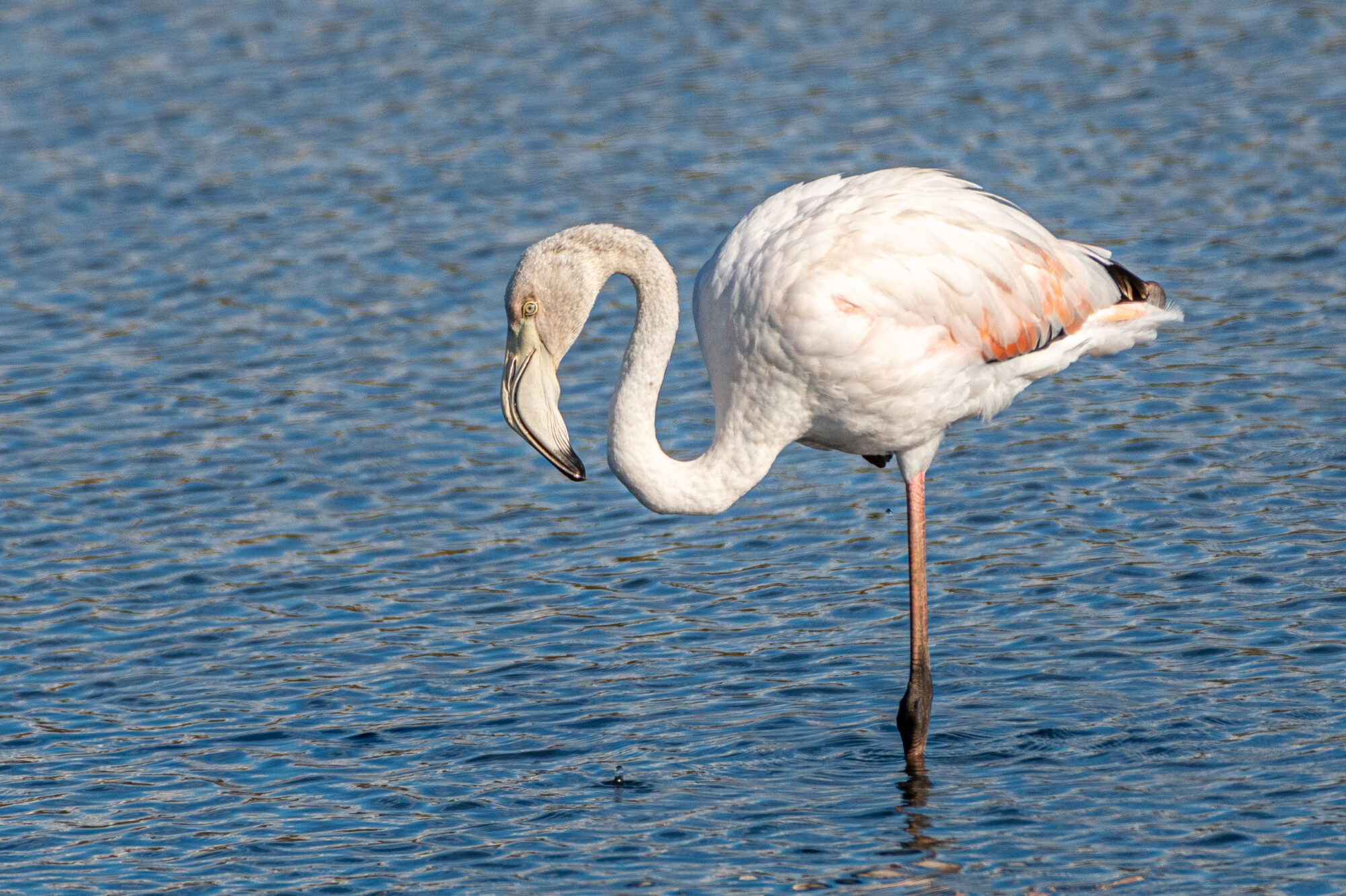 Europese flamingo (Phoenicopterus roseus), Ria Formosa National Park, Portugal