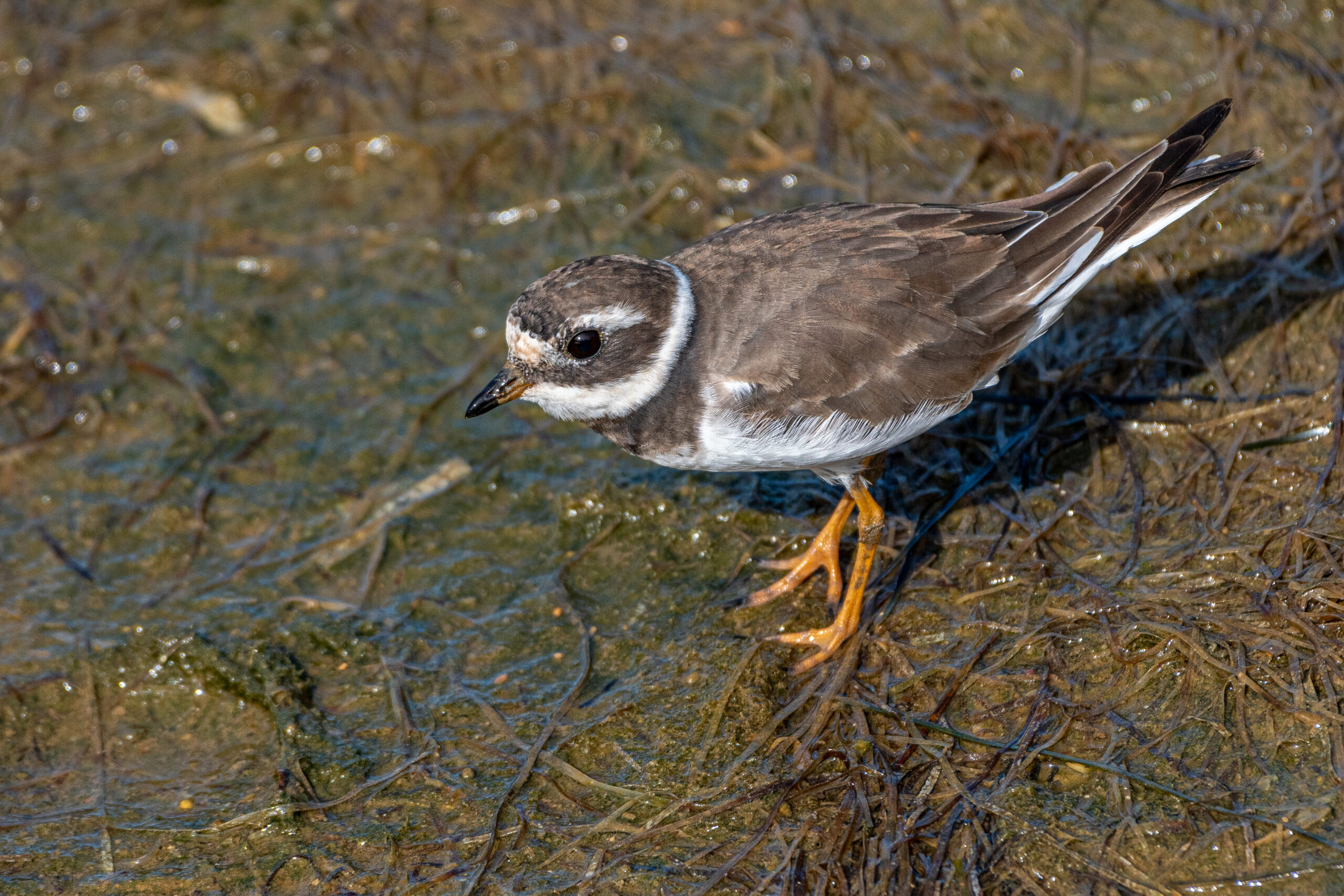 Bontbekplevier (Charadrius hiaticula), Ria Formosa National Park, Portugal