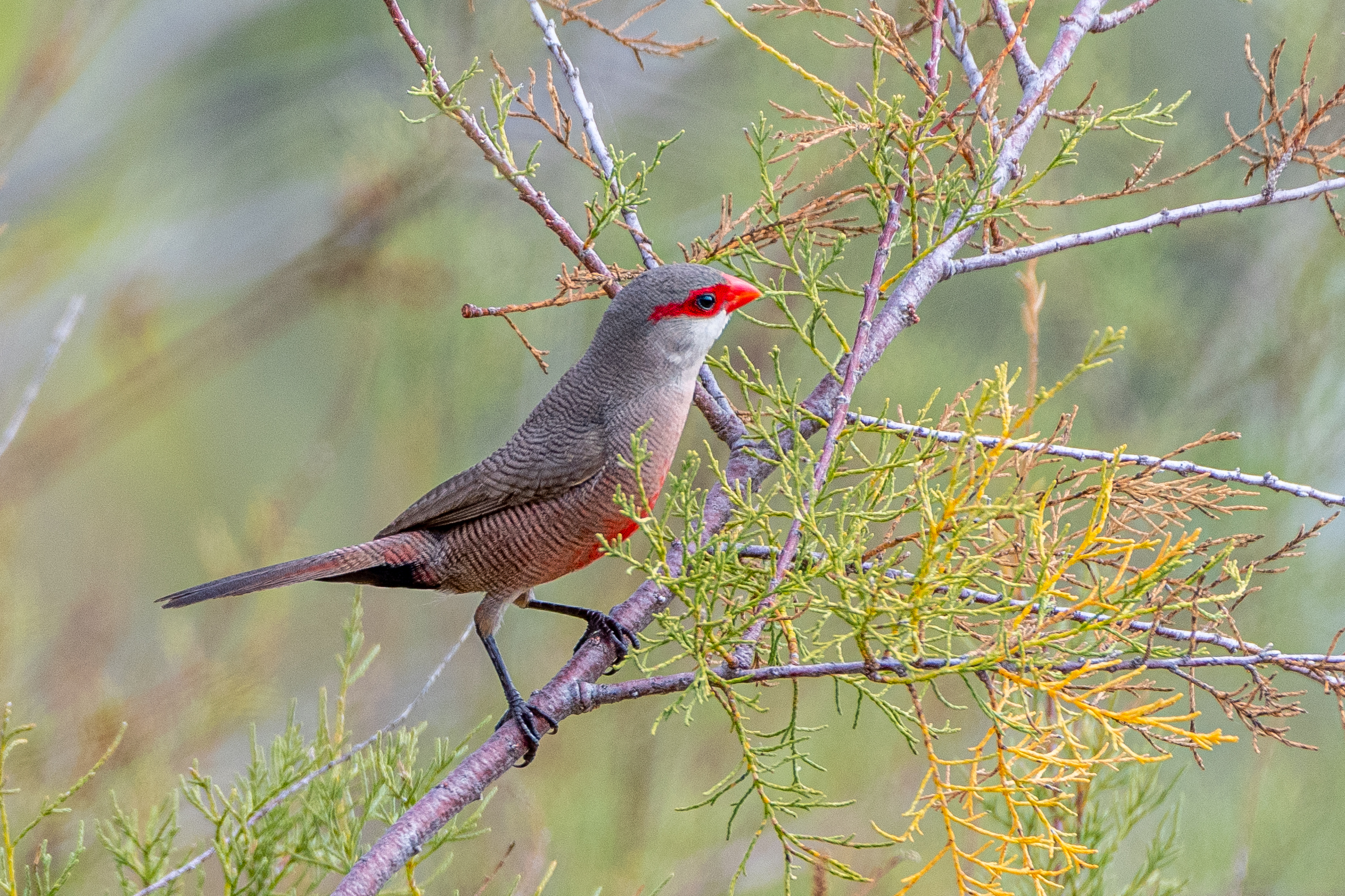 Sint-Helenafazantje (Estrilda astrild), Ria Formosa National Park, Portugal