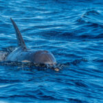 Gewone dolfijn (Delphinus delphis), Portugal
