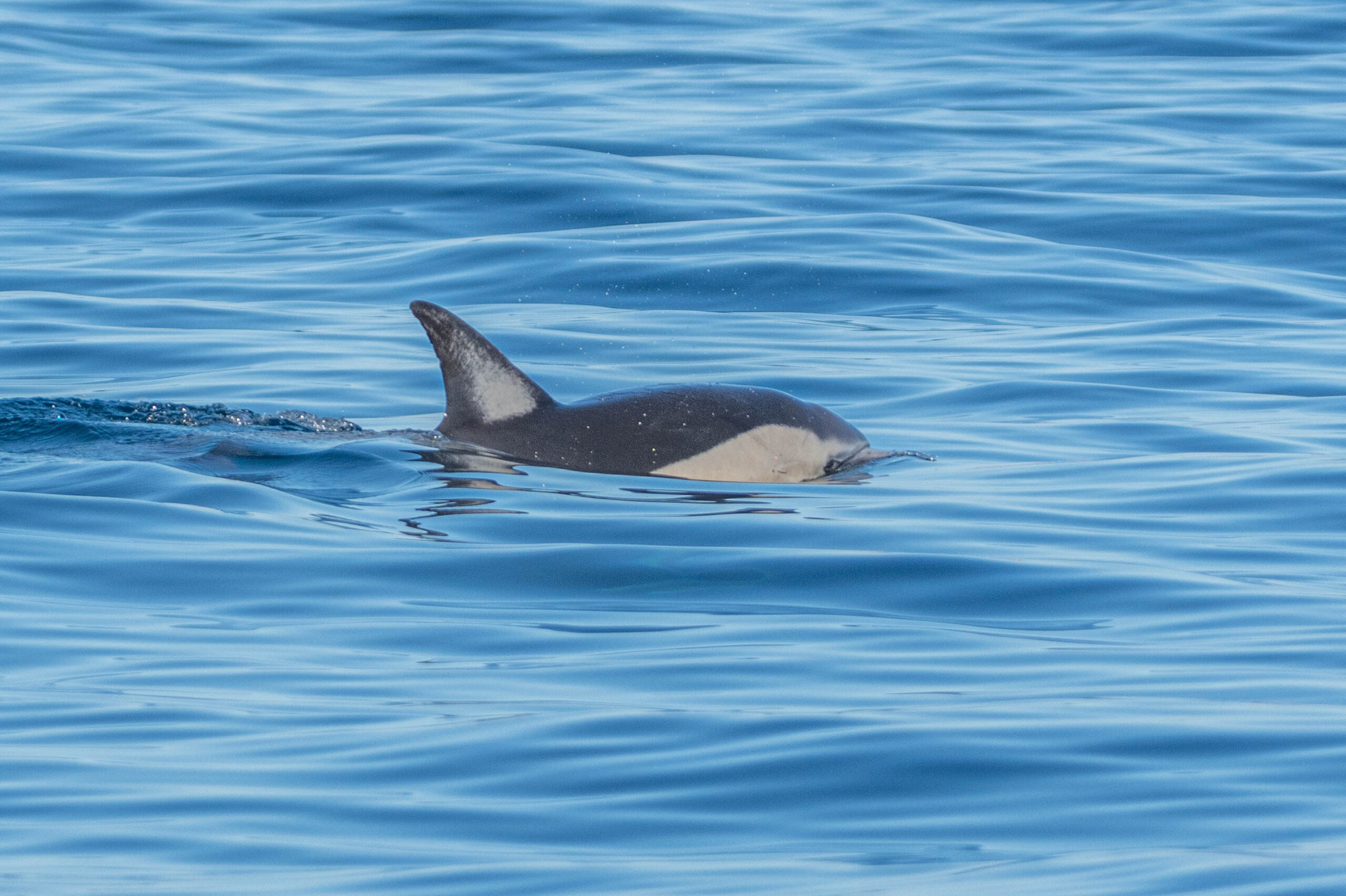 Gewone dolfijn (Delphinus delphis), Portugal