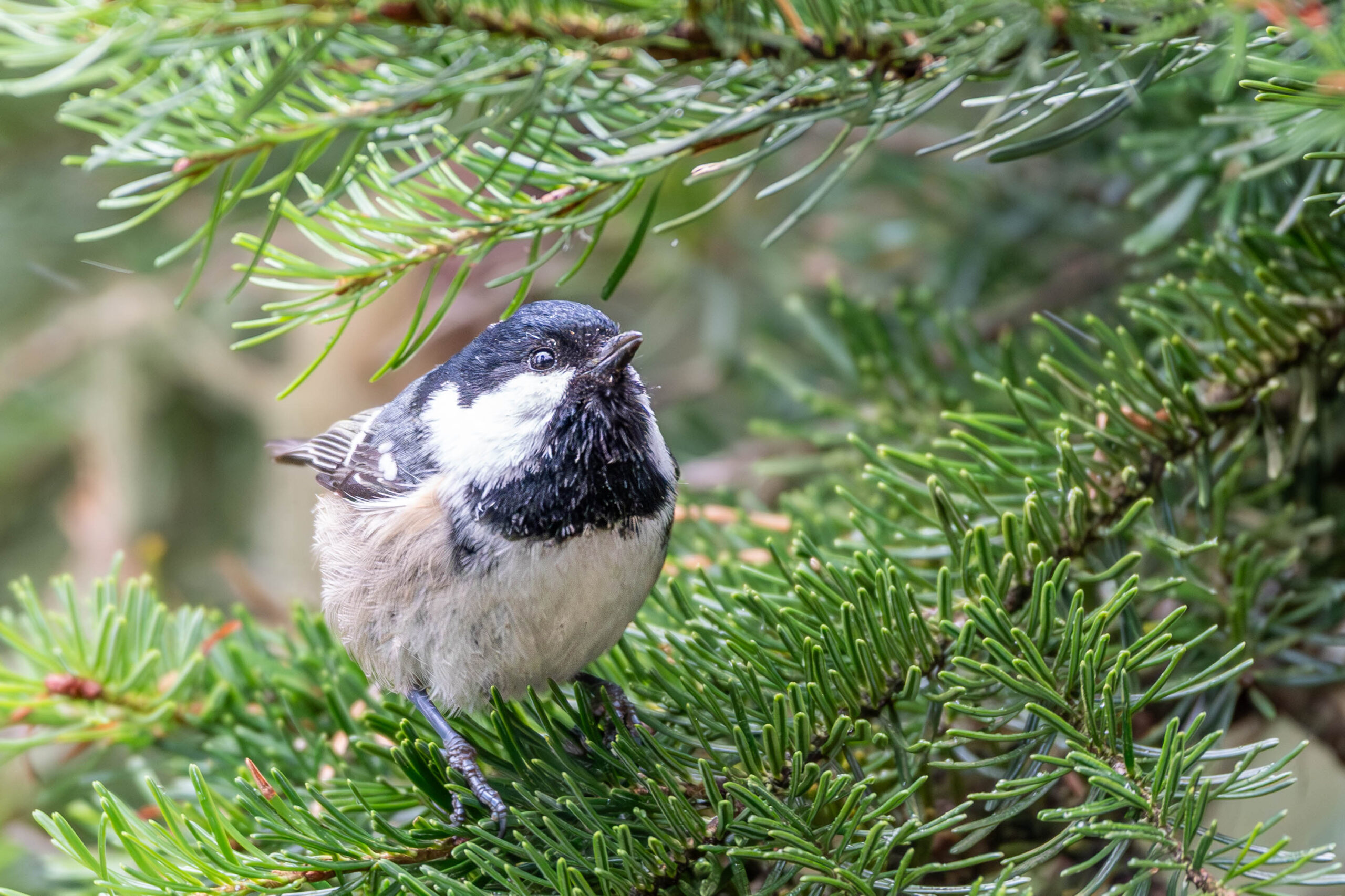 Zwarte mees (Periparus ater), Durmitor Nationaal Park, Montenegro