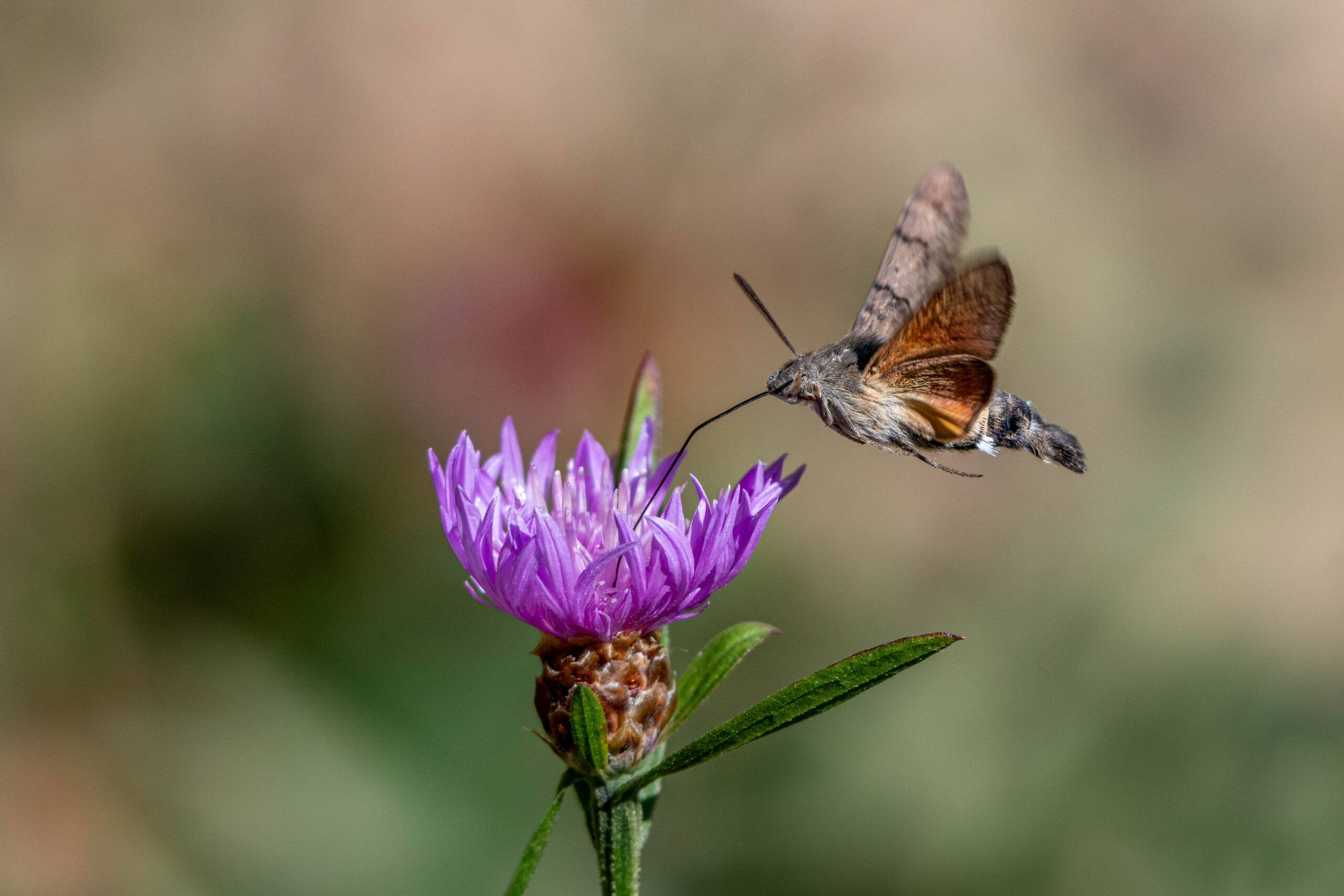 Kolibrievlinder (Macroglossum stellatarum), Biogradska Gora Nationaal Park, Montenegro