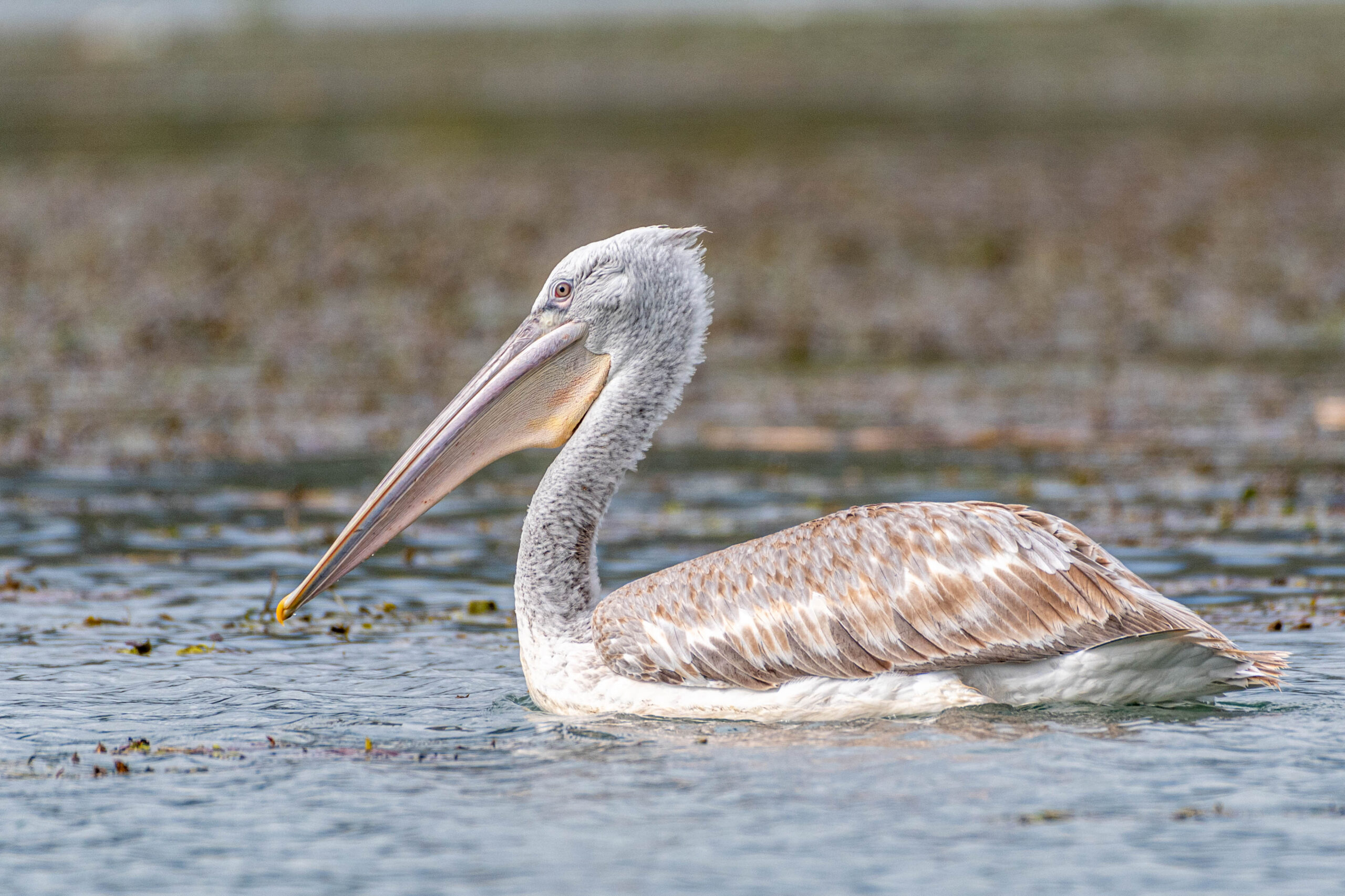 Kroeskoppelikaan (Pelecanus crispus), Lake Skadar Nationaal Park, Montenegro