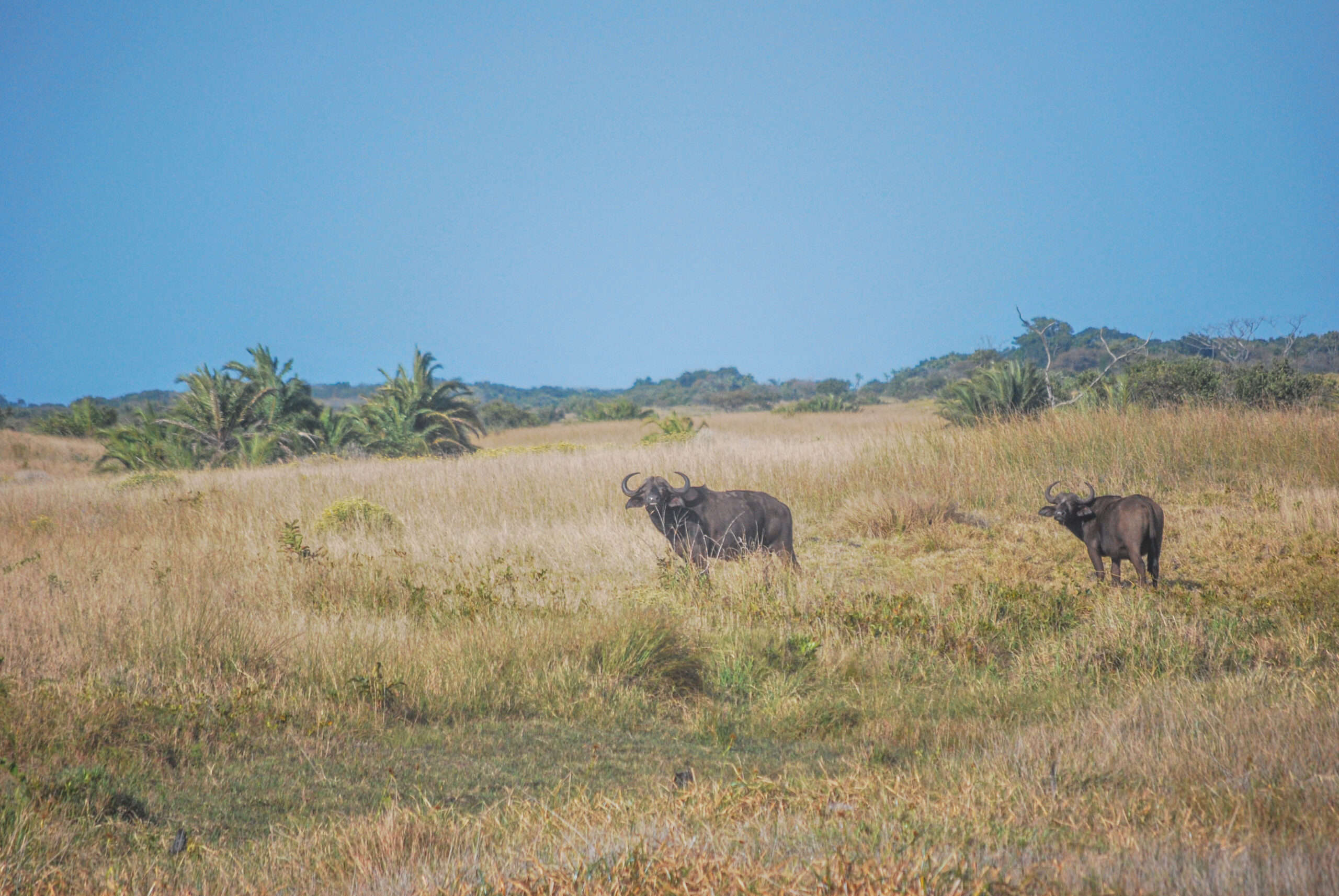 Kafferbuffel (Syncerus caffer), iSimangaliso Wetland Park, Zuid-Afrika