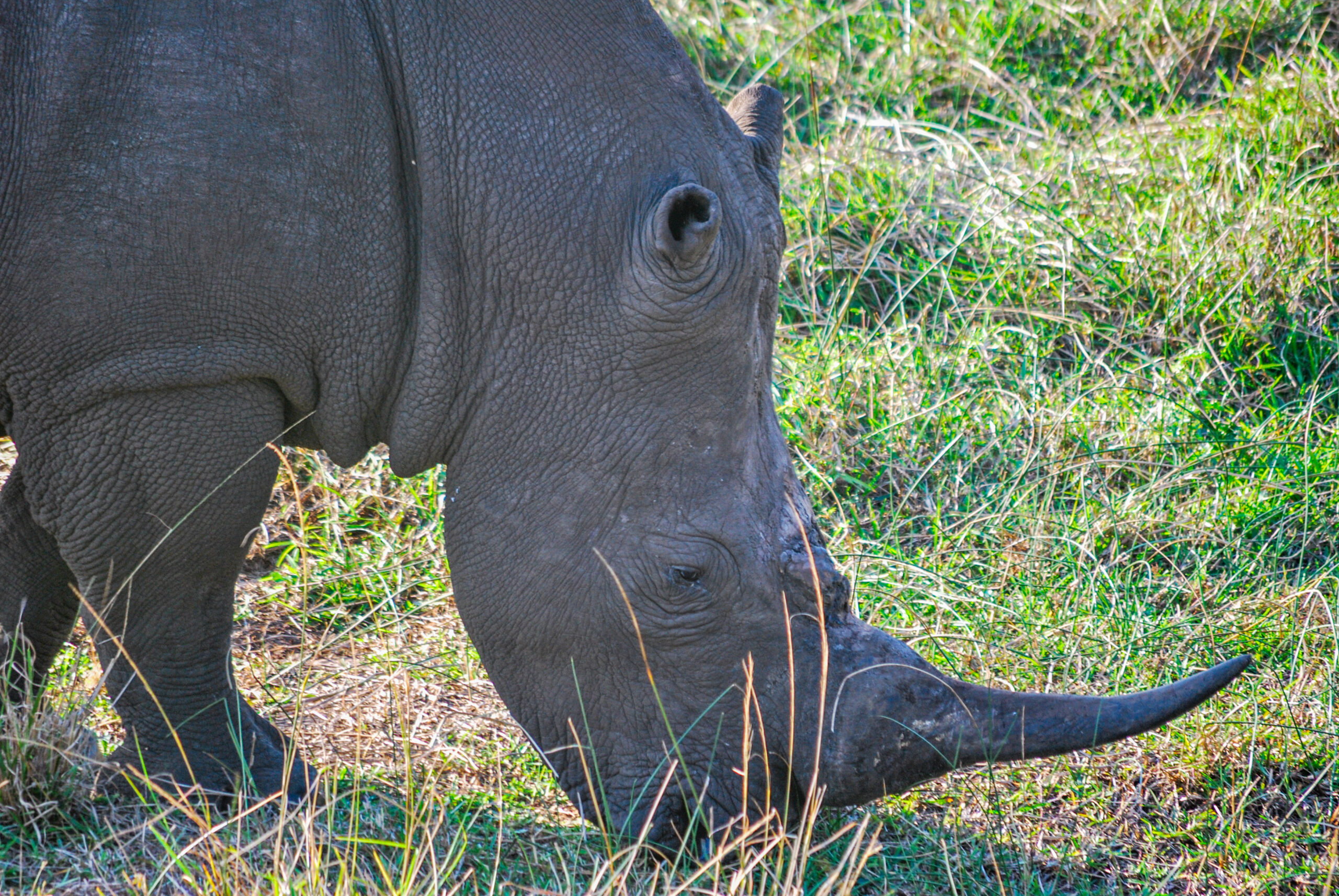 Witte neushoorn (Ceratotherium simum), iSimangaliso Wetland Park, Zuid-Afrika