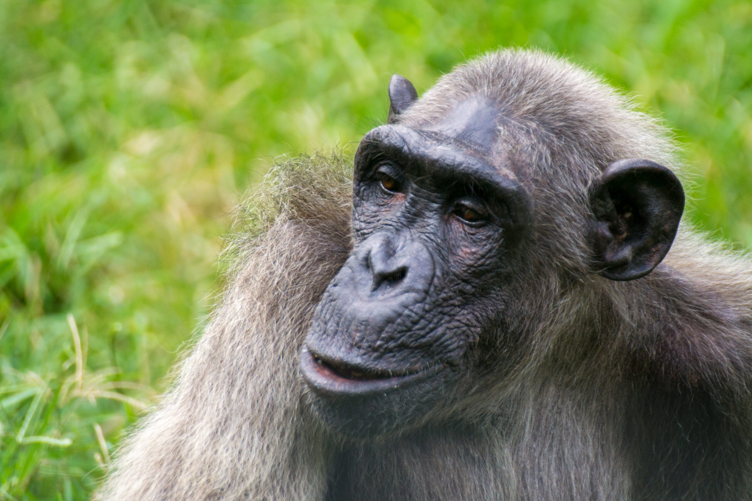 Chimpansee (Pan troglodytes), Afi Mountain Wildlife Sanctuary, Nigeria