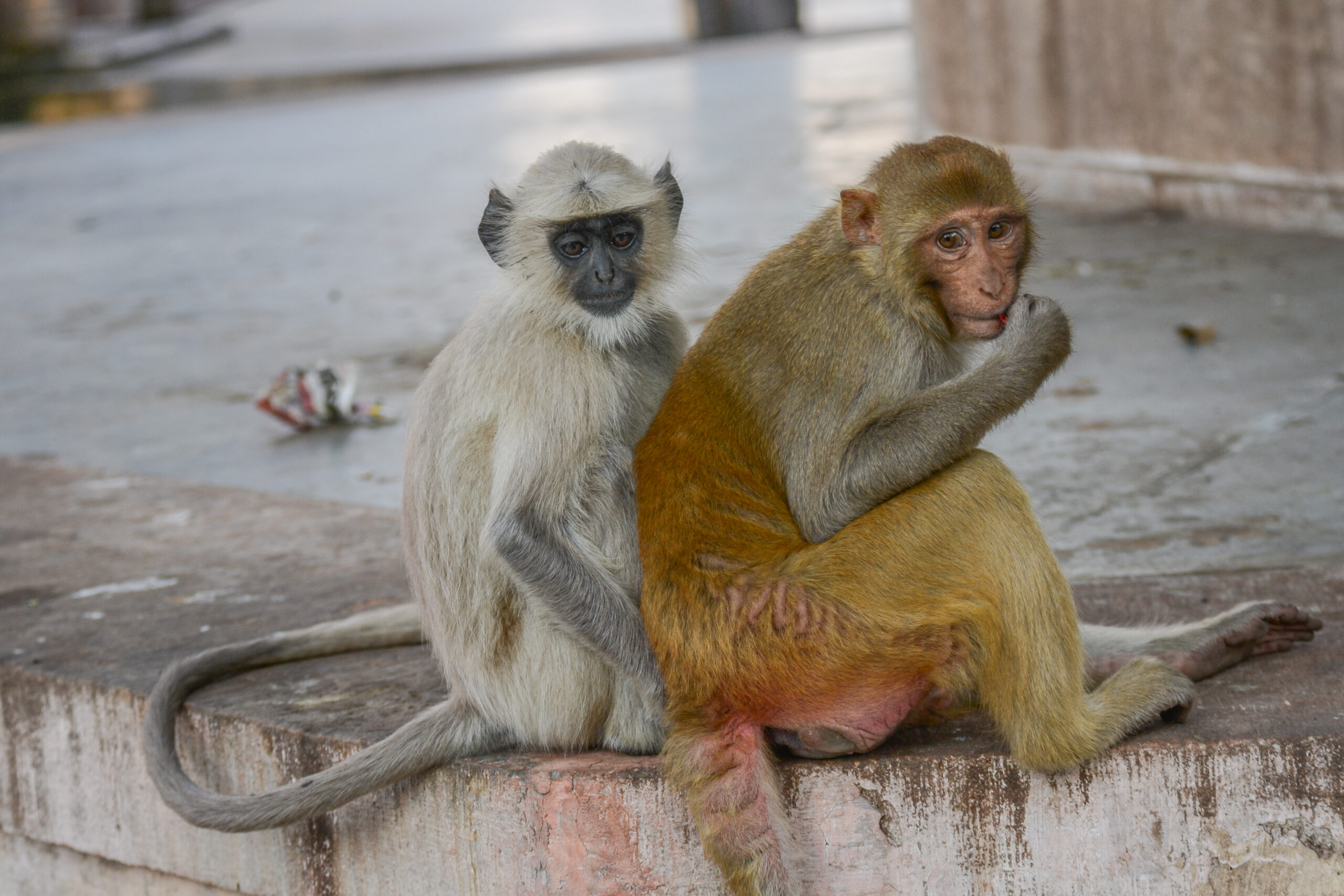 Voor-Indische hoelman (Semnopithecus entellus) en resusaap (Macaca mulatta), Ranakpur, India