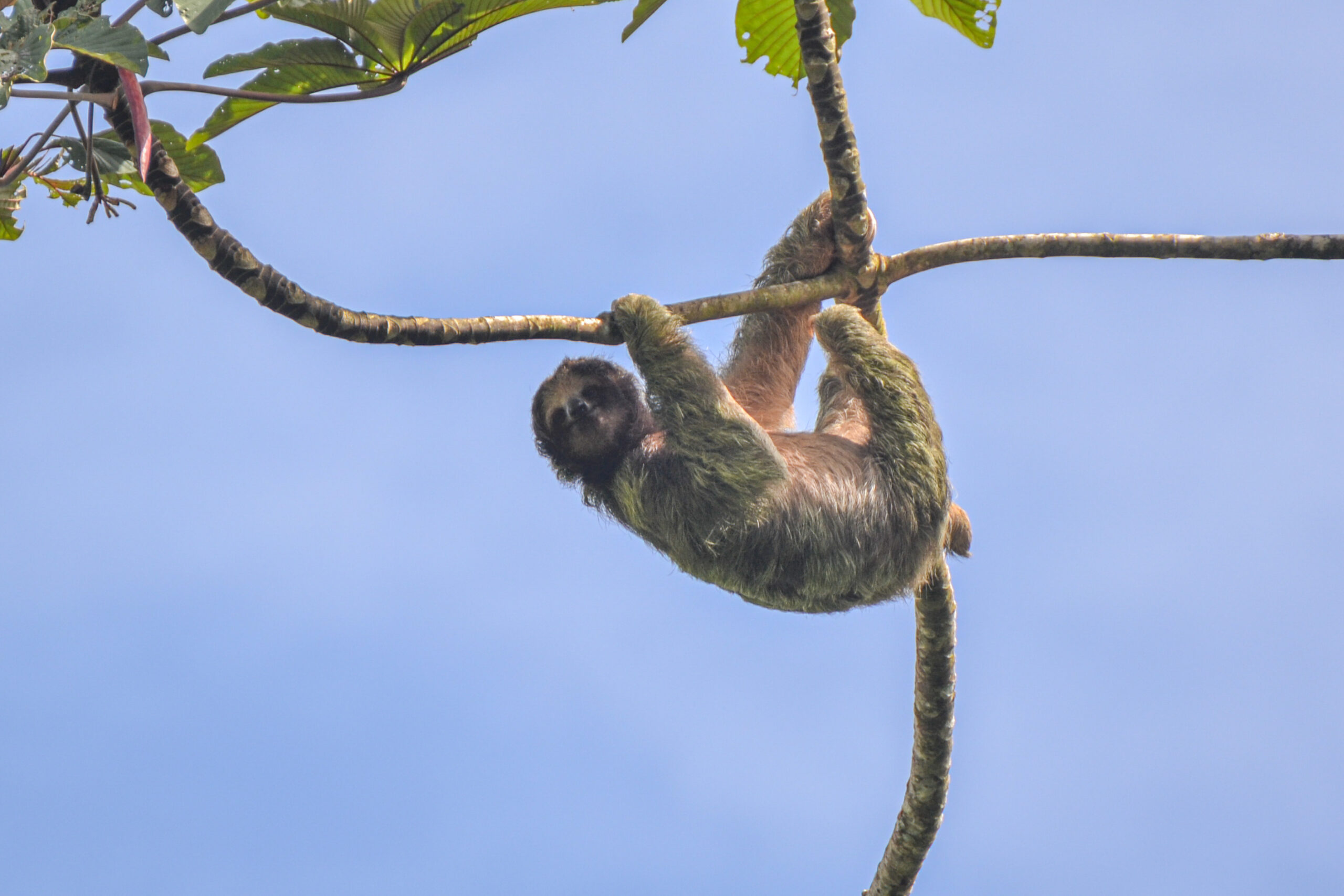 Kapucijnluiaard (Bradypus variegatus), Tortuguero National Park, Costa Rica