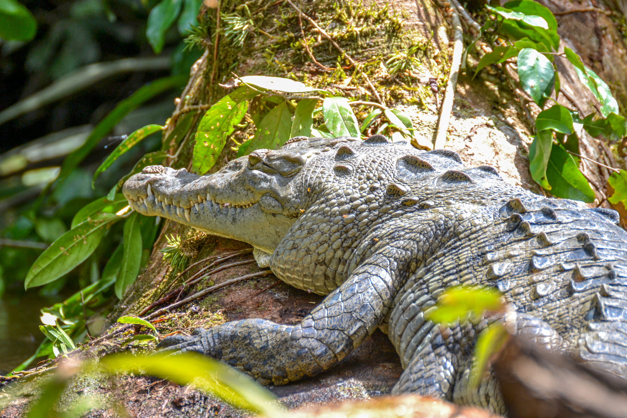 Spitssnuitkrokodil (Crocodylus acutus), Tortuguero National Park, Costa Rica