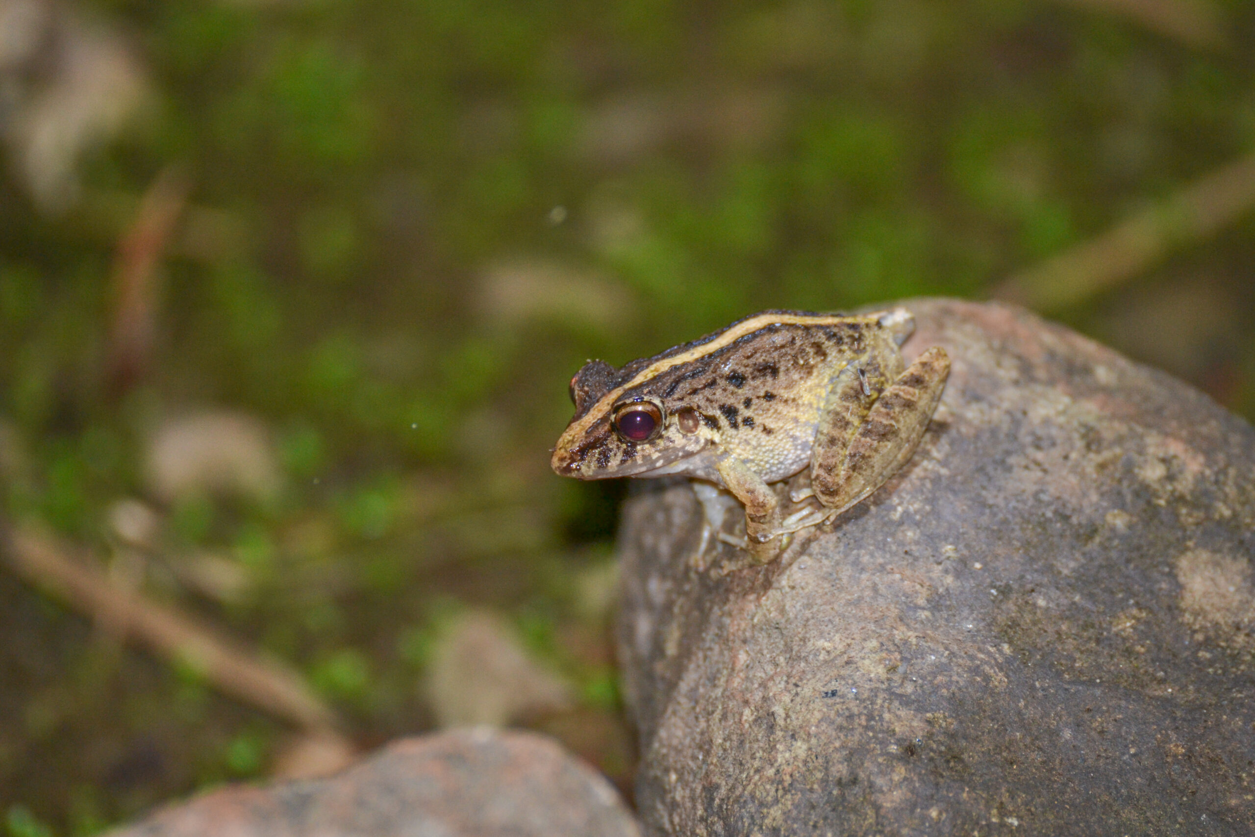 Litoria nasuta (geen Nederlandse naam), La Fortuna, Costa Rica