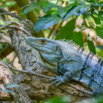 Rincón de la Vieja: vulkanen, modderbronnen & watervallen Zwarte leguaan (Ctenosaura pectinata), Nationaal Park Rincón de la Vieja, Costa Rica