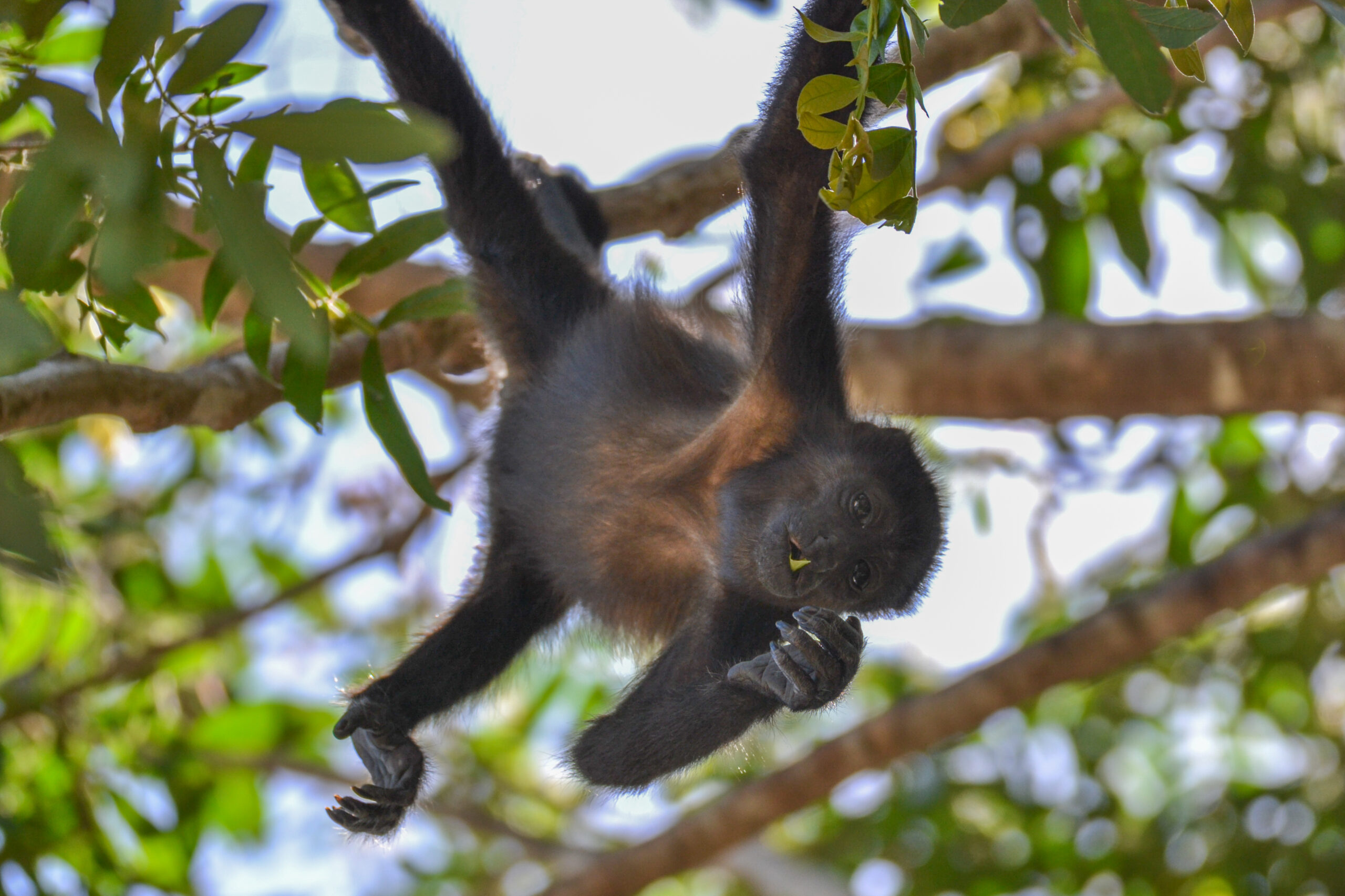 Mantelbrulaap (Alouatta palliata), Sámara, Costa Rica