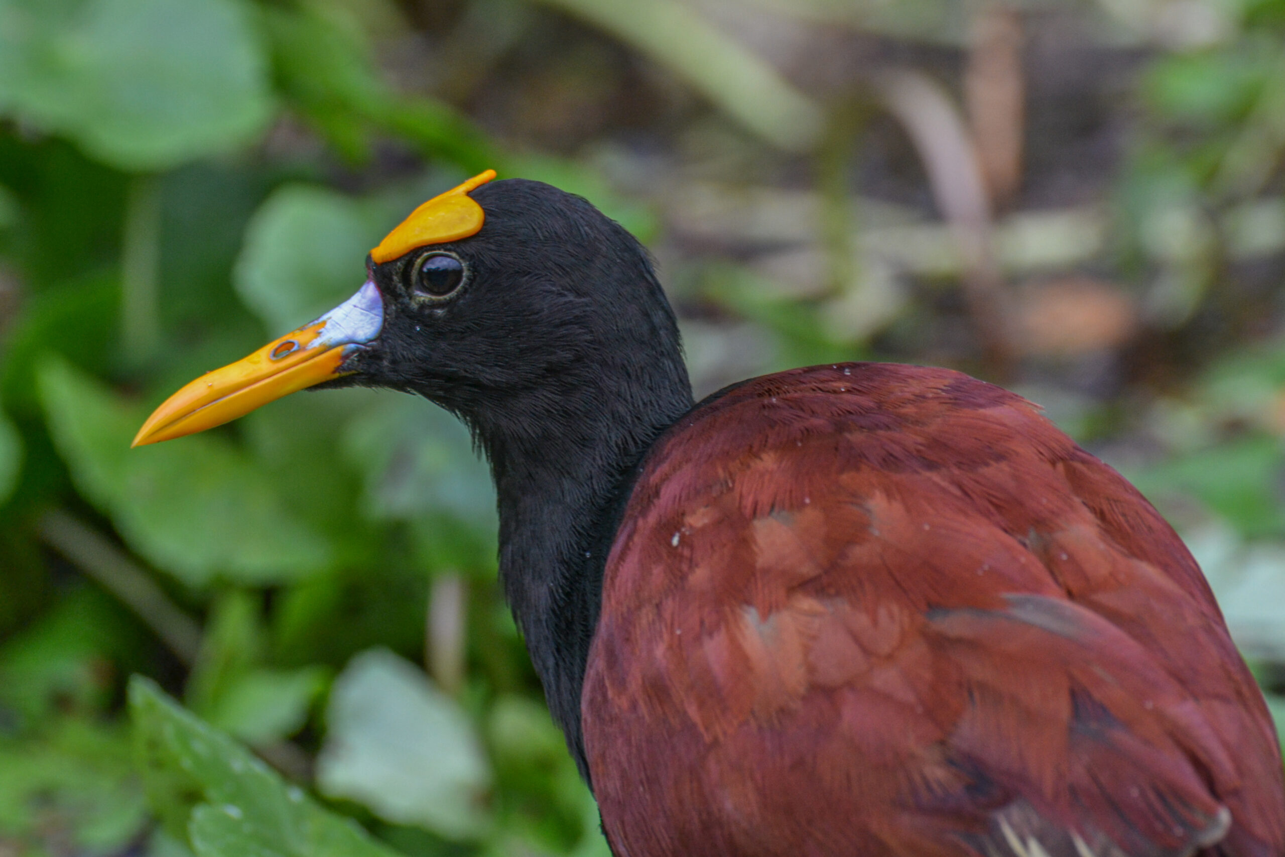 Jacana (Jacana spinosa), Tortuguero National Park, Costa Rica