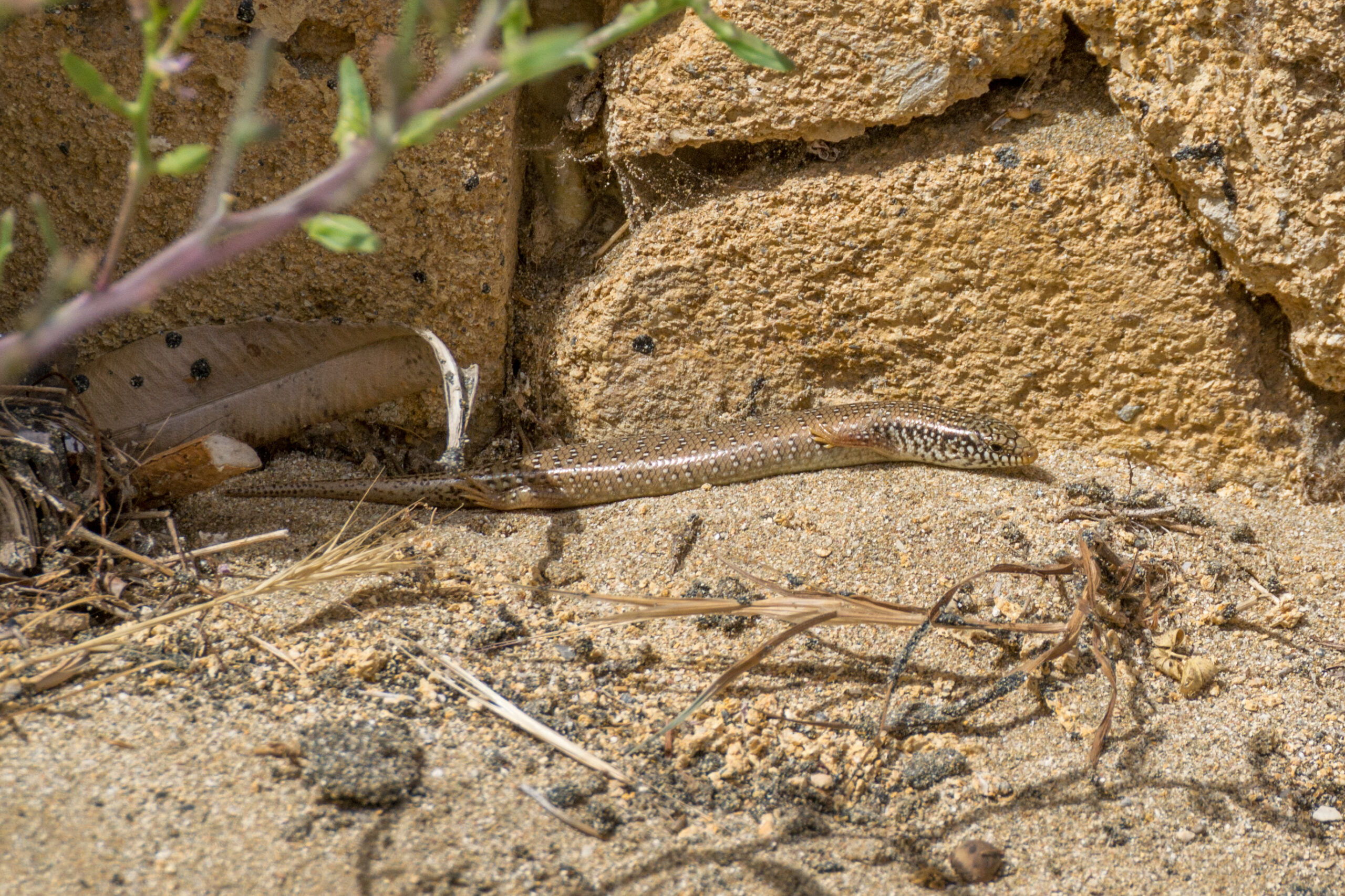 Parelskink (Chalcides ocellatus), Varosha, Cyprus