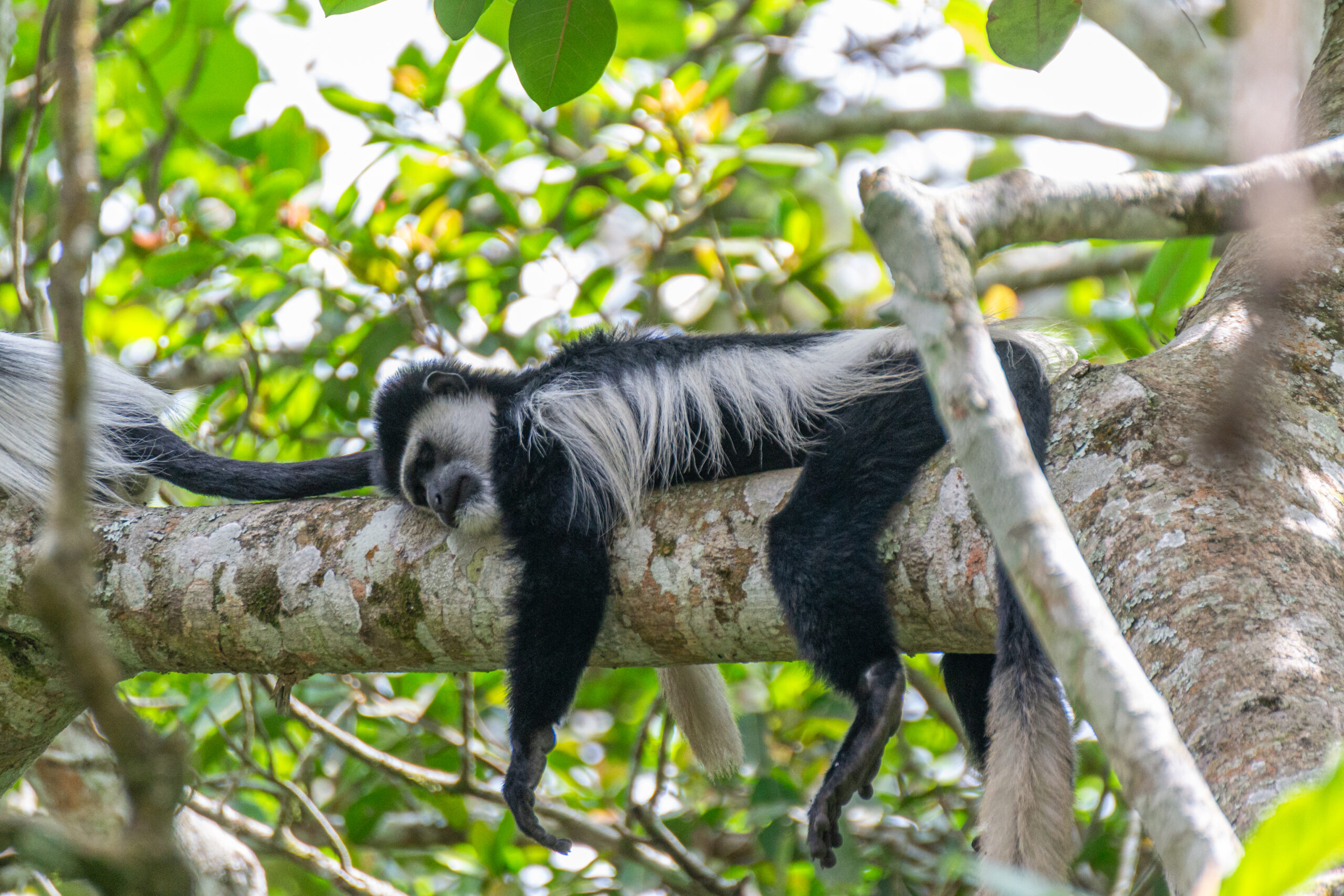 Oostelijke franjeaap (Colobus guereza), Bigodi Wetland Sanctuary, Oeganda