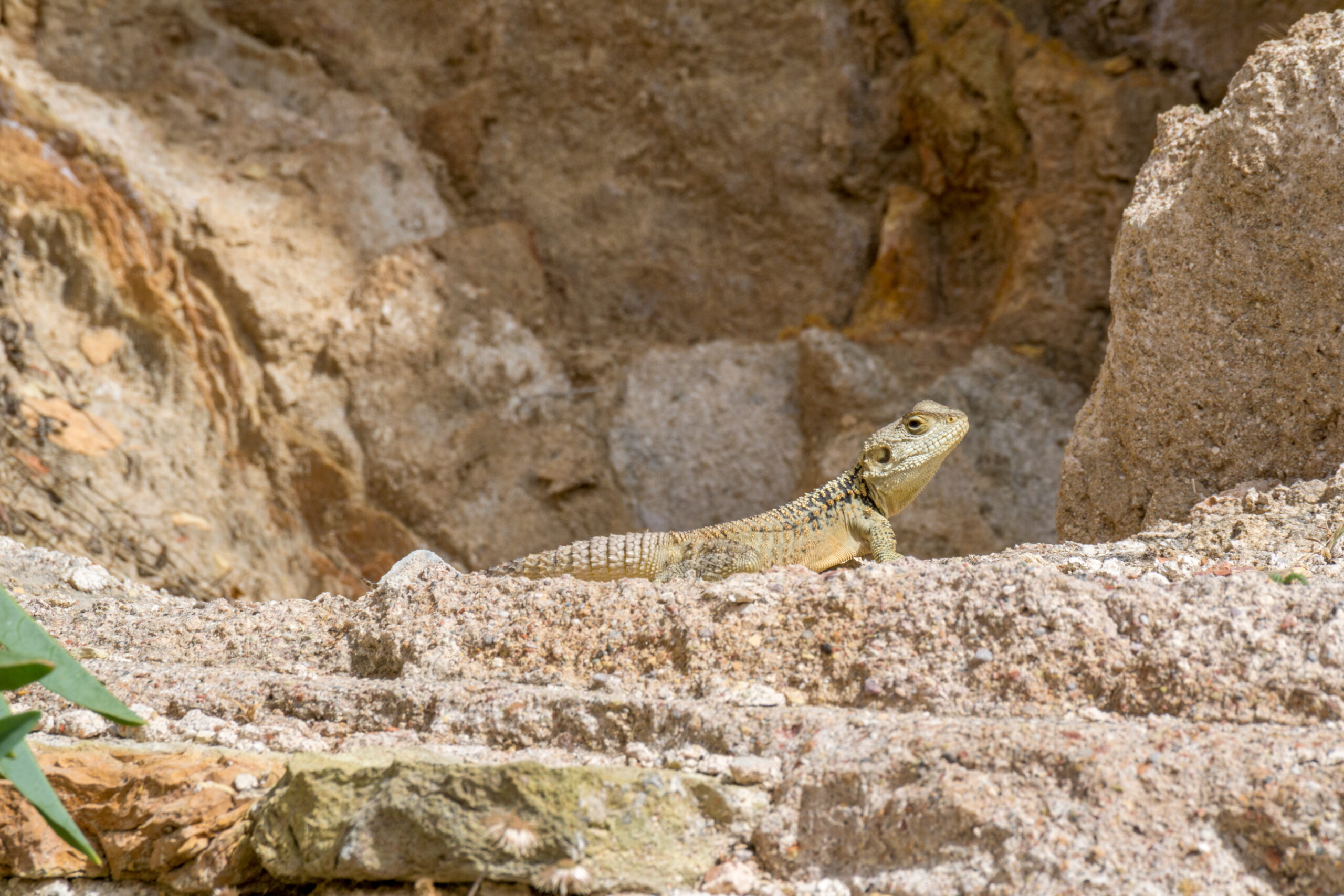 Hardoen (Stellagama stellio), Sálamis, Cyprus
