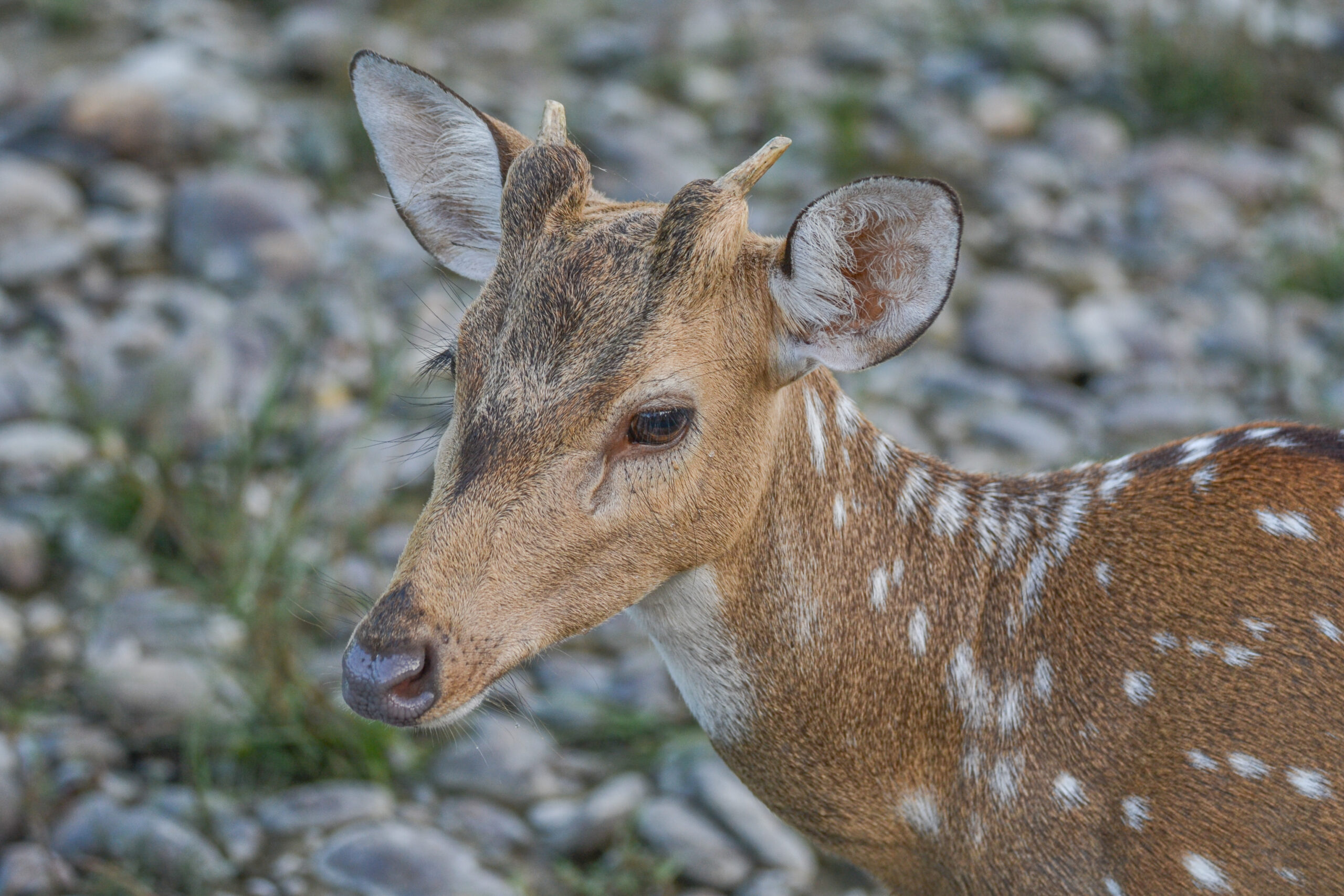 Axishert (Axis axis), Bardiya National Park, Nepal