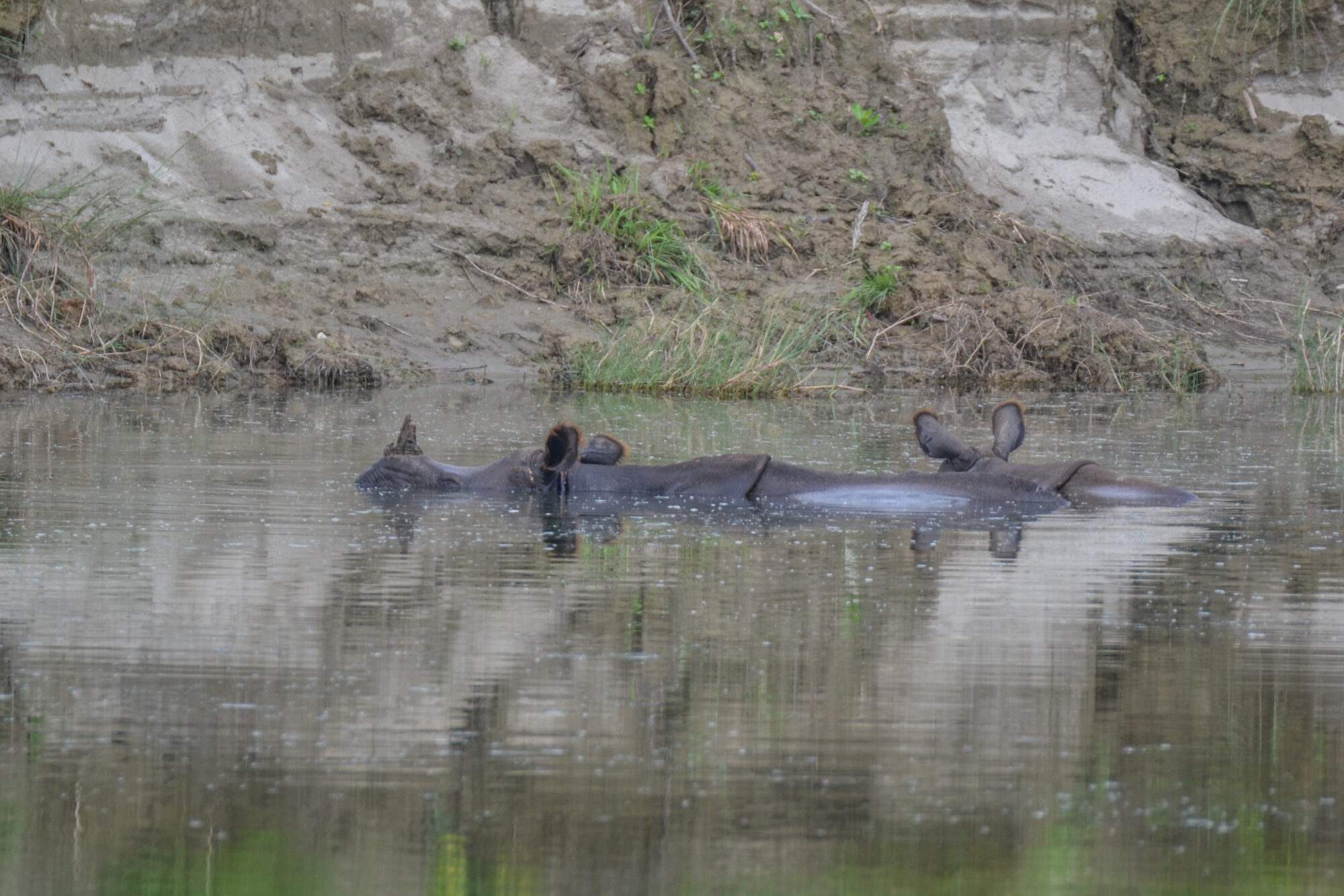 Indische neushoorn (Rhinoceros unicornis), Bardiya National Park, Nepal