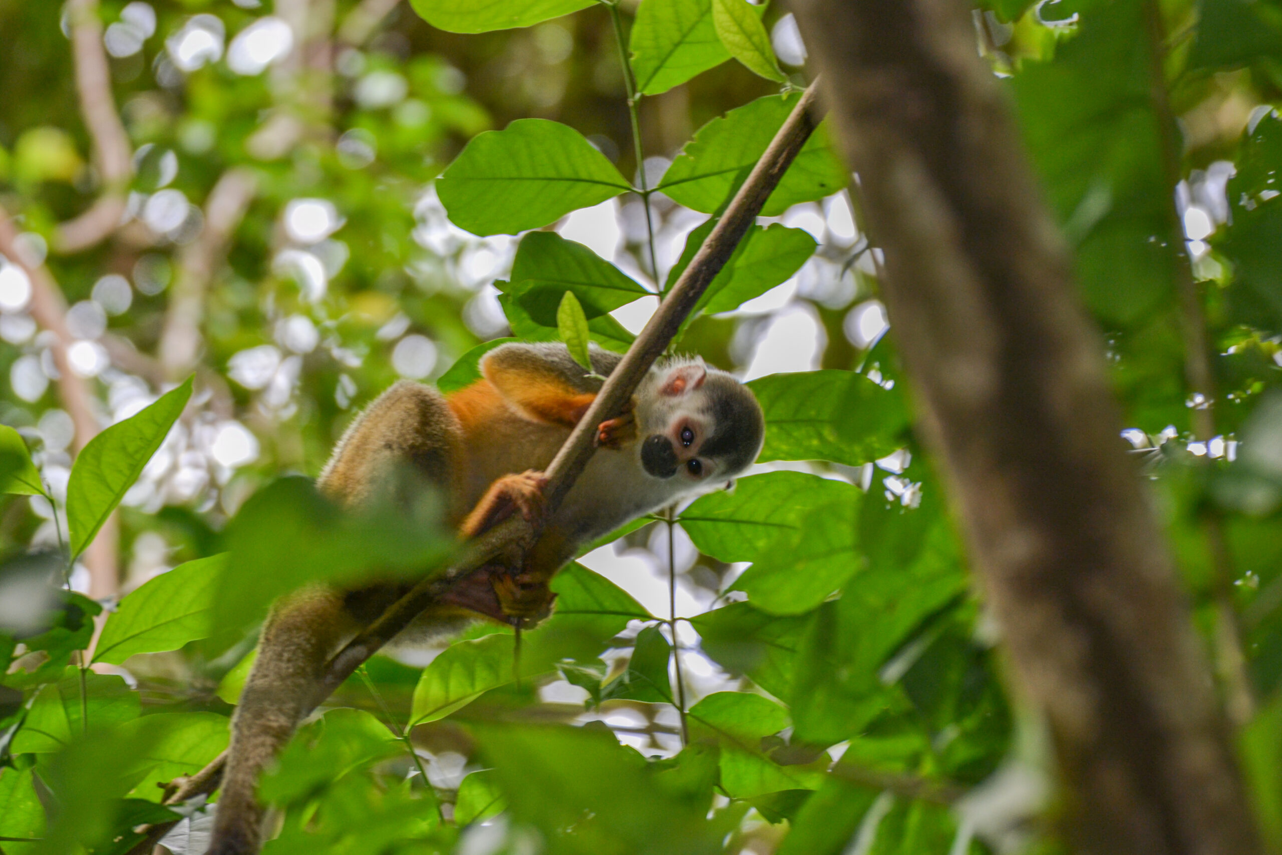 Geel doodshoofdaapje (Saimiri oerstedii), Nationaal Park Manuel Antonio, Costa Rica