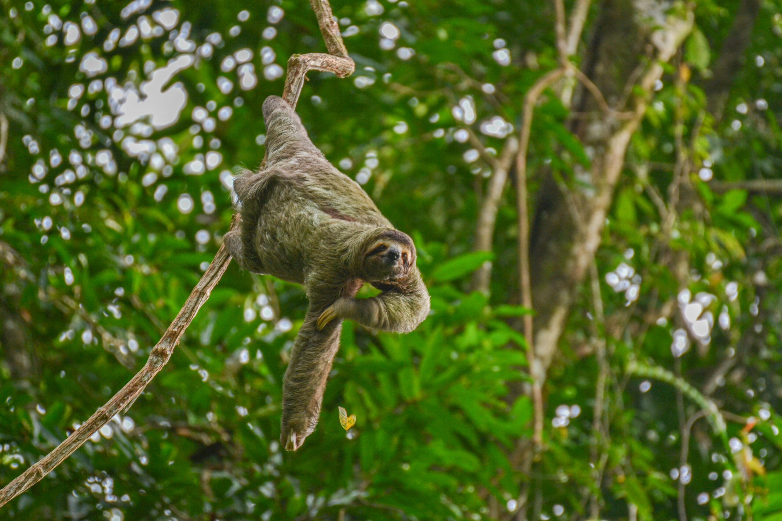 Kapucijnluiaard (Bradypus variegatus), Nationaal Park Manuel Antonio, Costa Rica