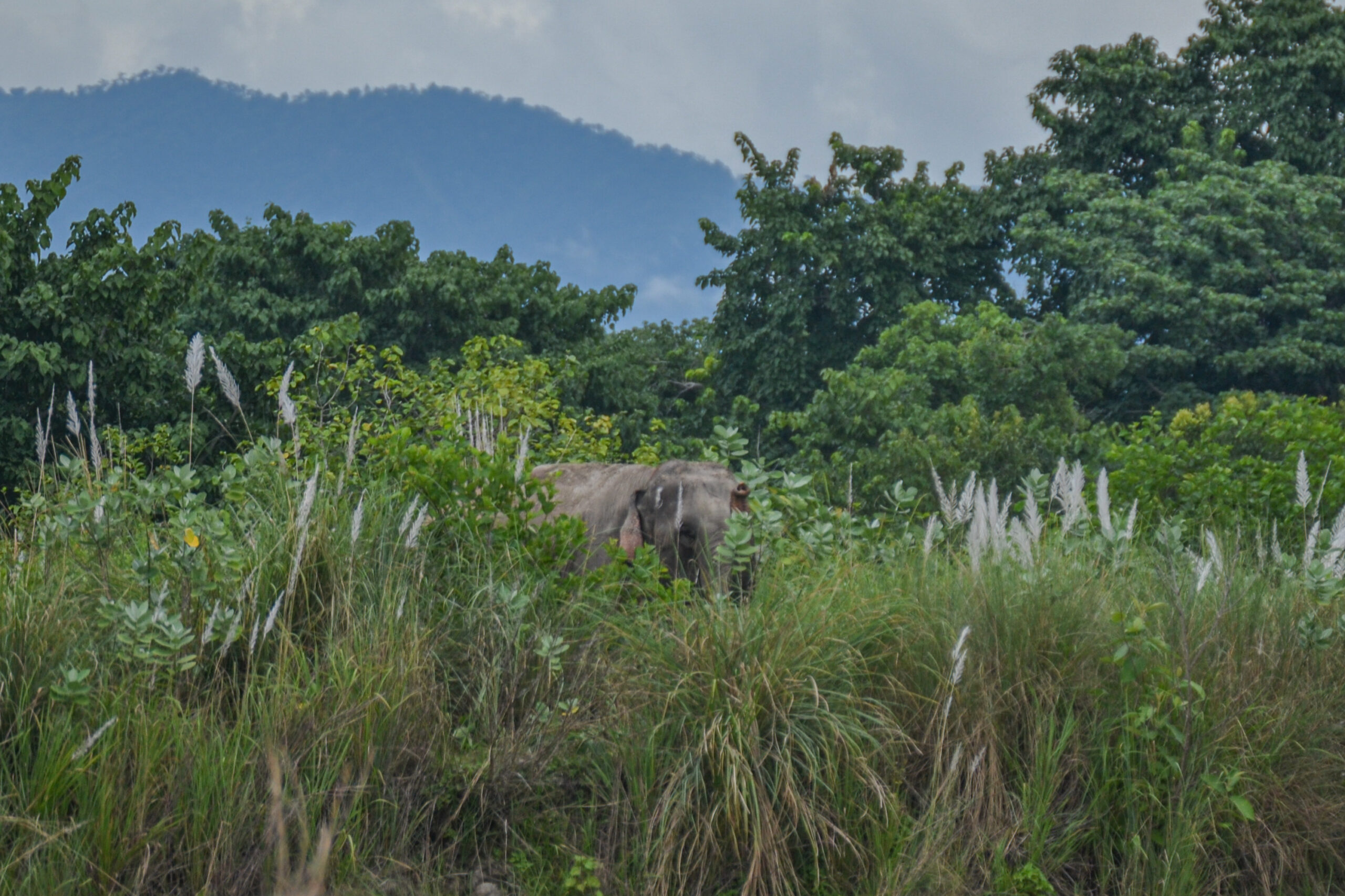 Indische olifant (Elephas maximus indicus), Bardiya National Park, Nepal
