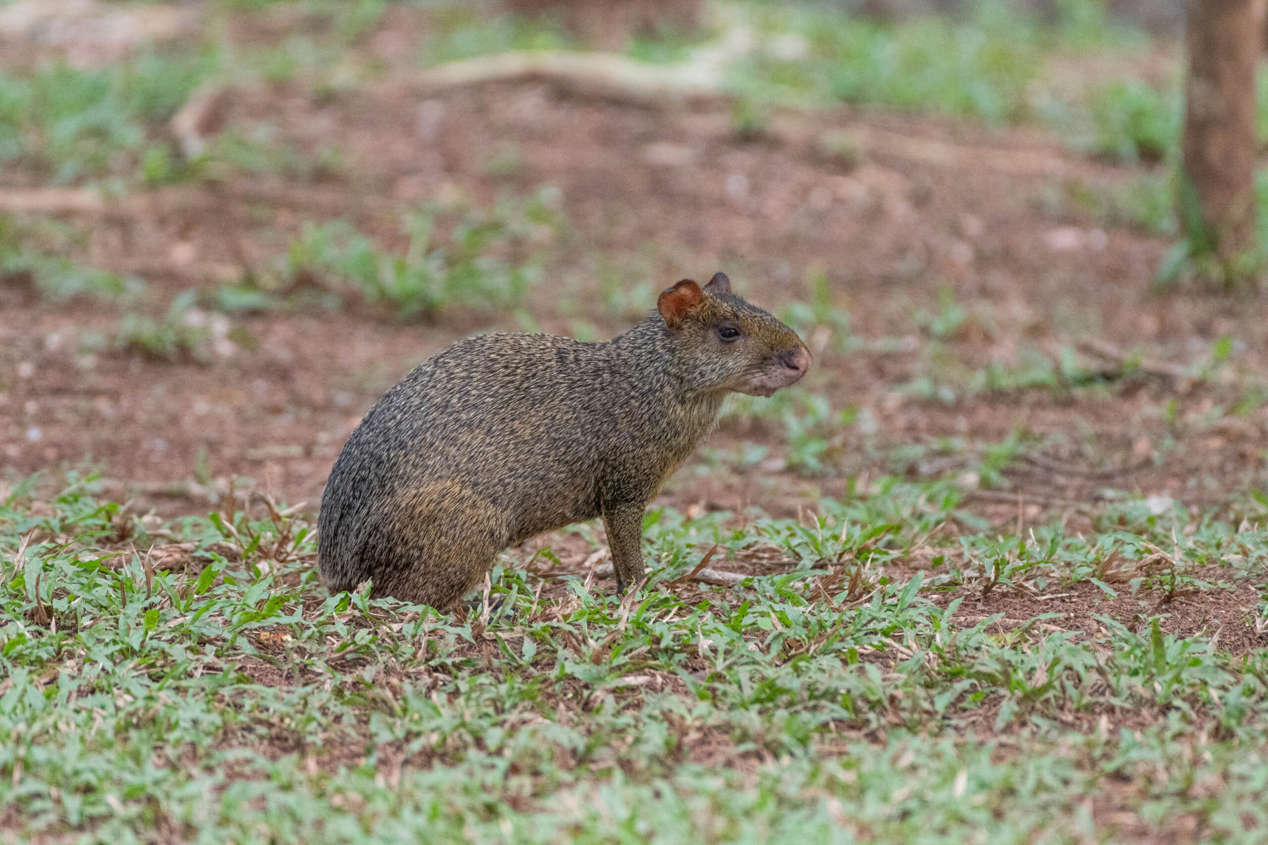 Azara's agoeti (Dasyprocta azarae), Cuiabá, Brazilië