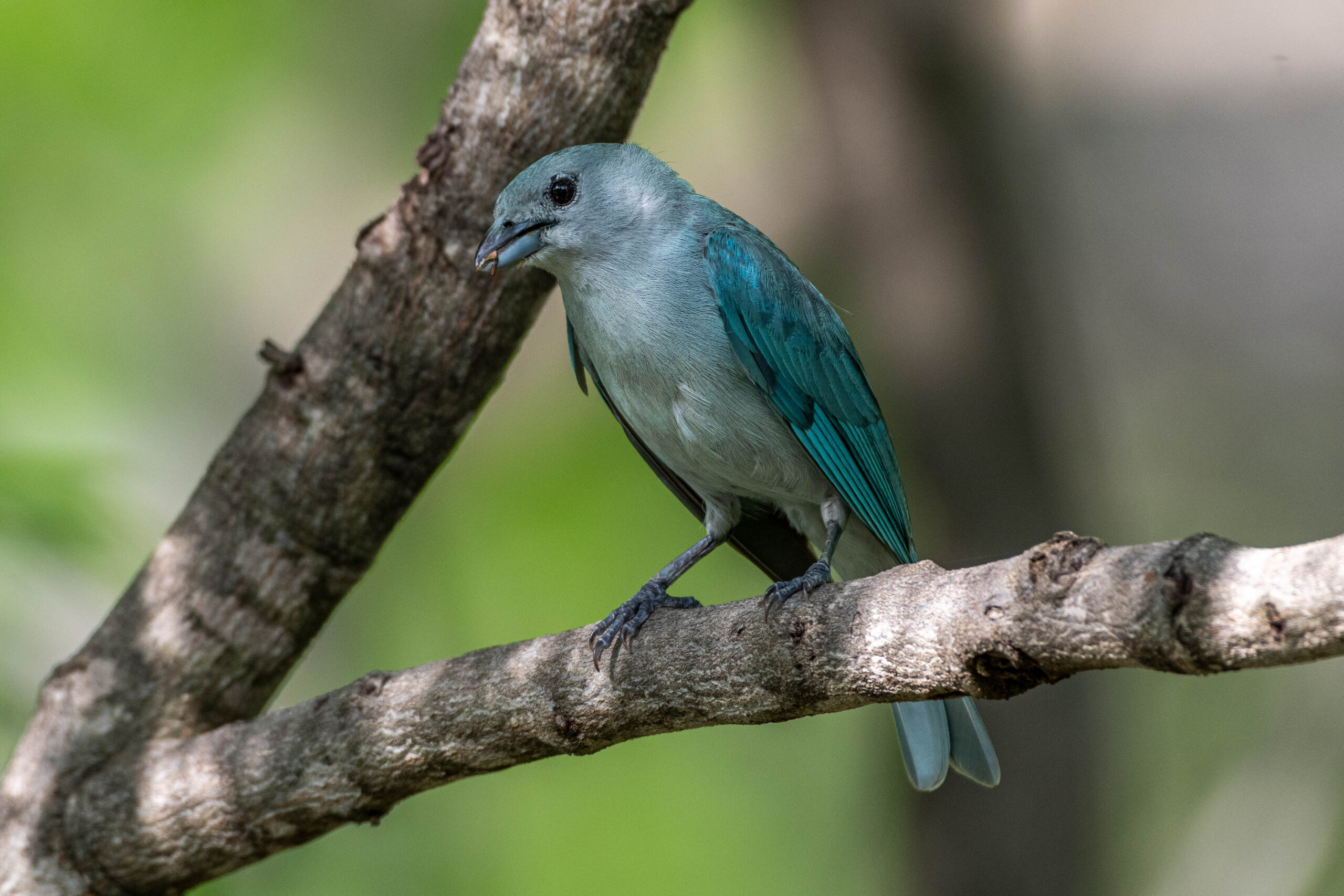 Bisschopstangare (Thraupis episcopus), Cuiabá, Brazilië