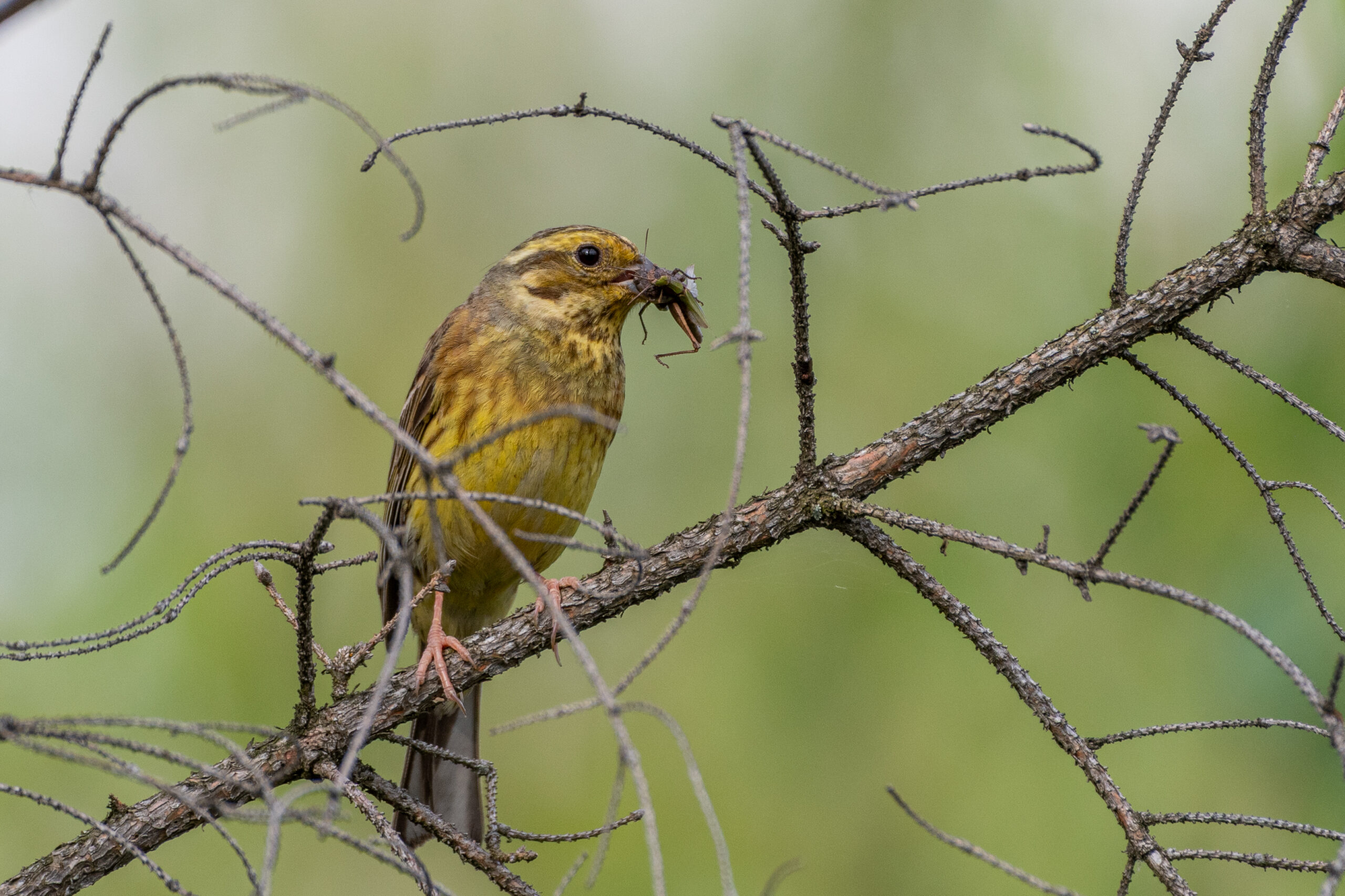 Geelgors (Emberiza citrinella), Mezná, Tsjechië