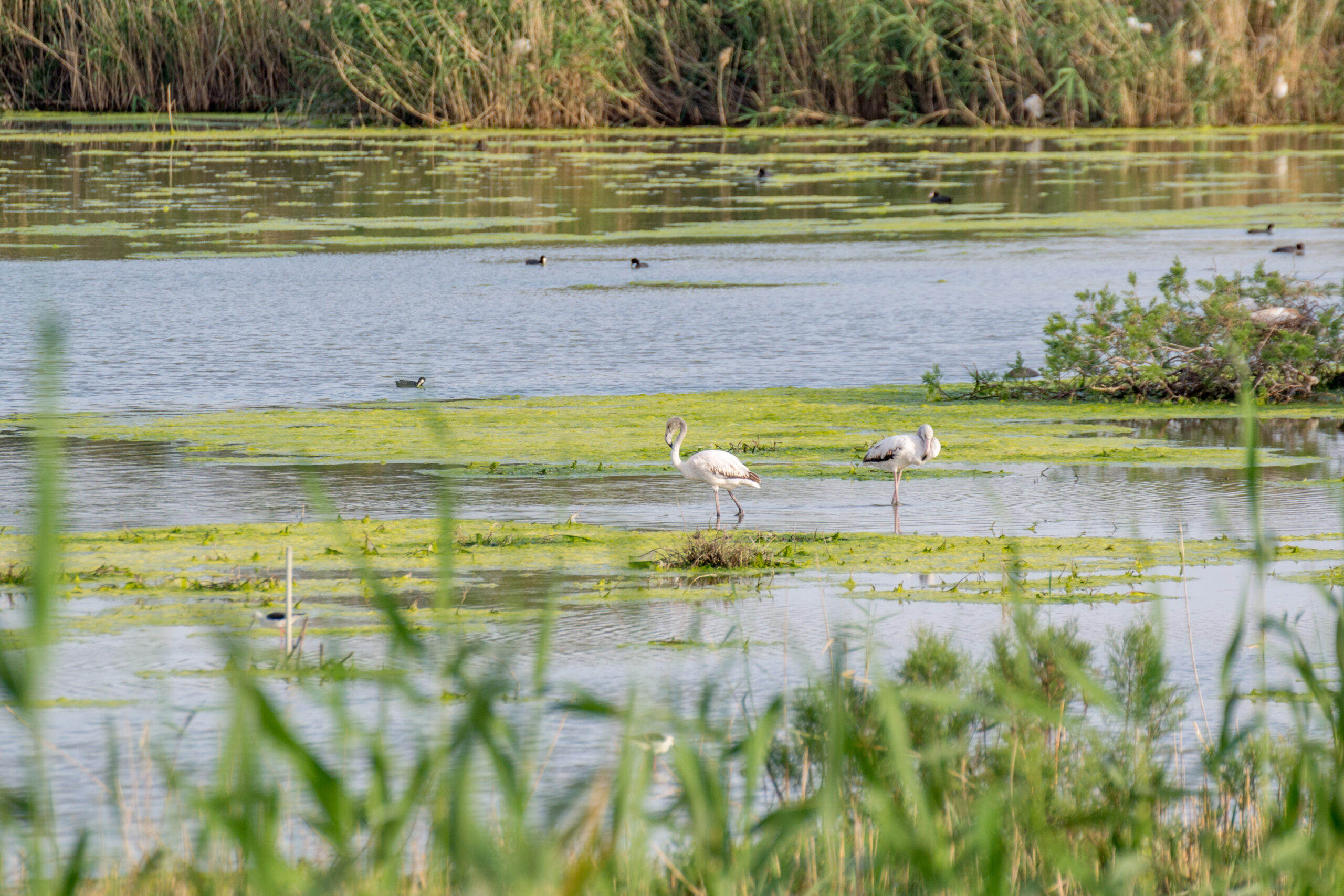 Grote flamingo (Phoenicopterus roseus), Oroklini Lake, Cyprus