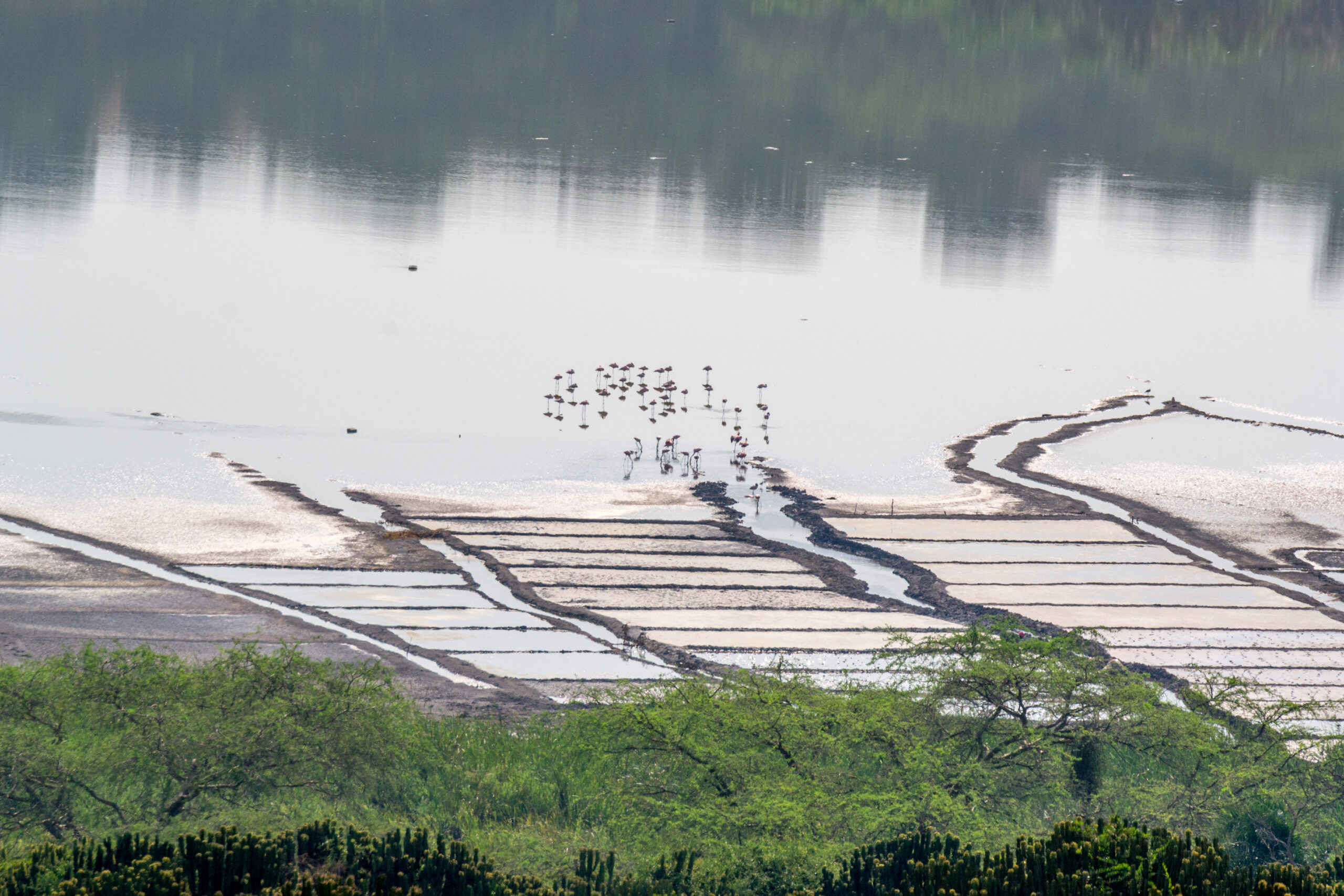 Flamingo's in Katwe Salt Lake, Oeganda