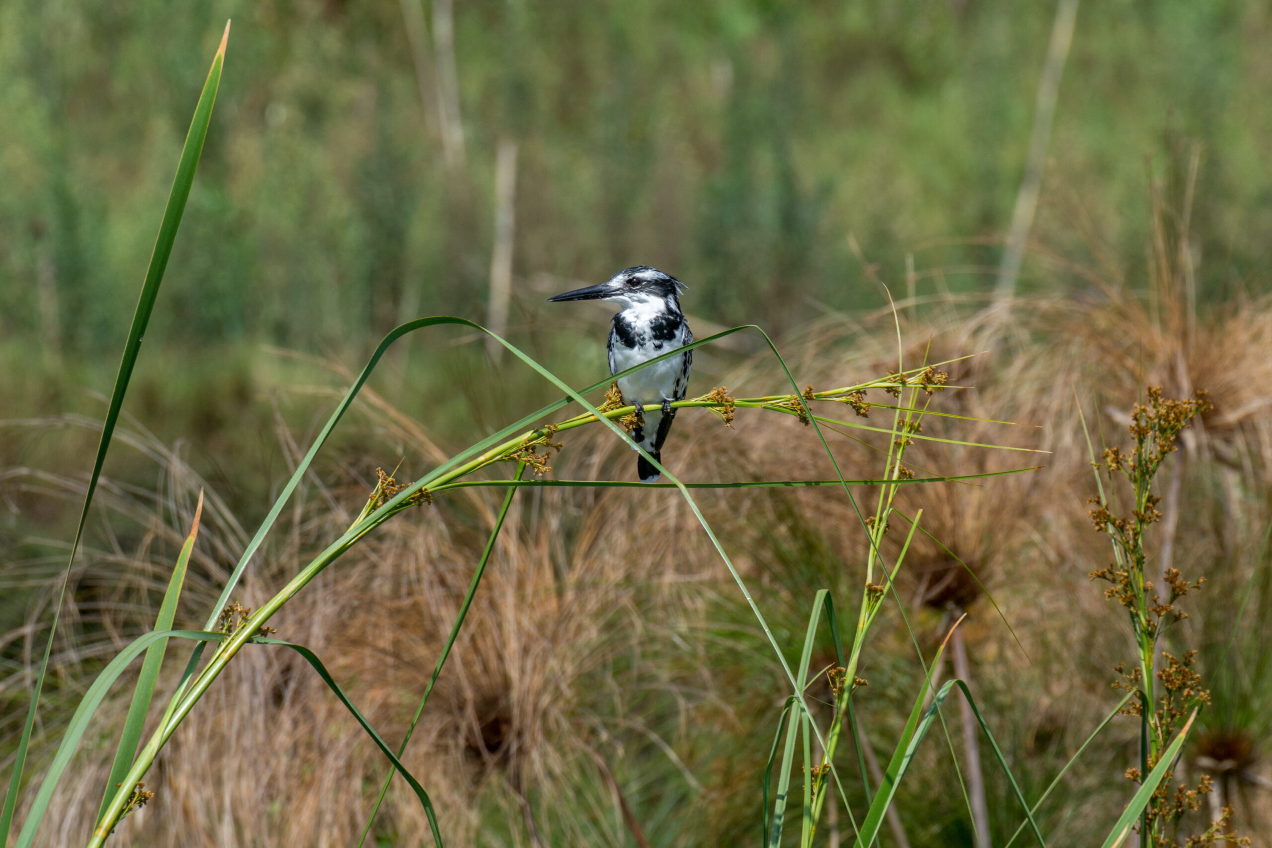 Bonte ijsvogel (Ceryle rudis), Lake Bunyonyi, Oeganda