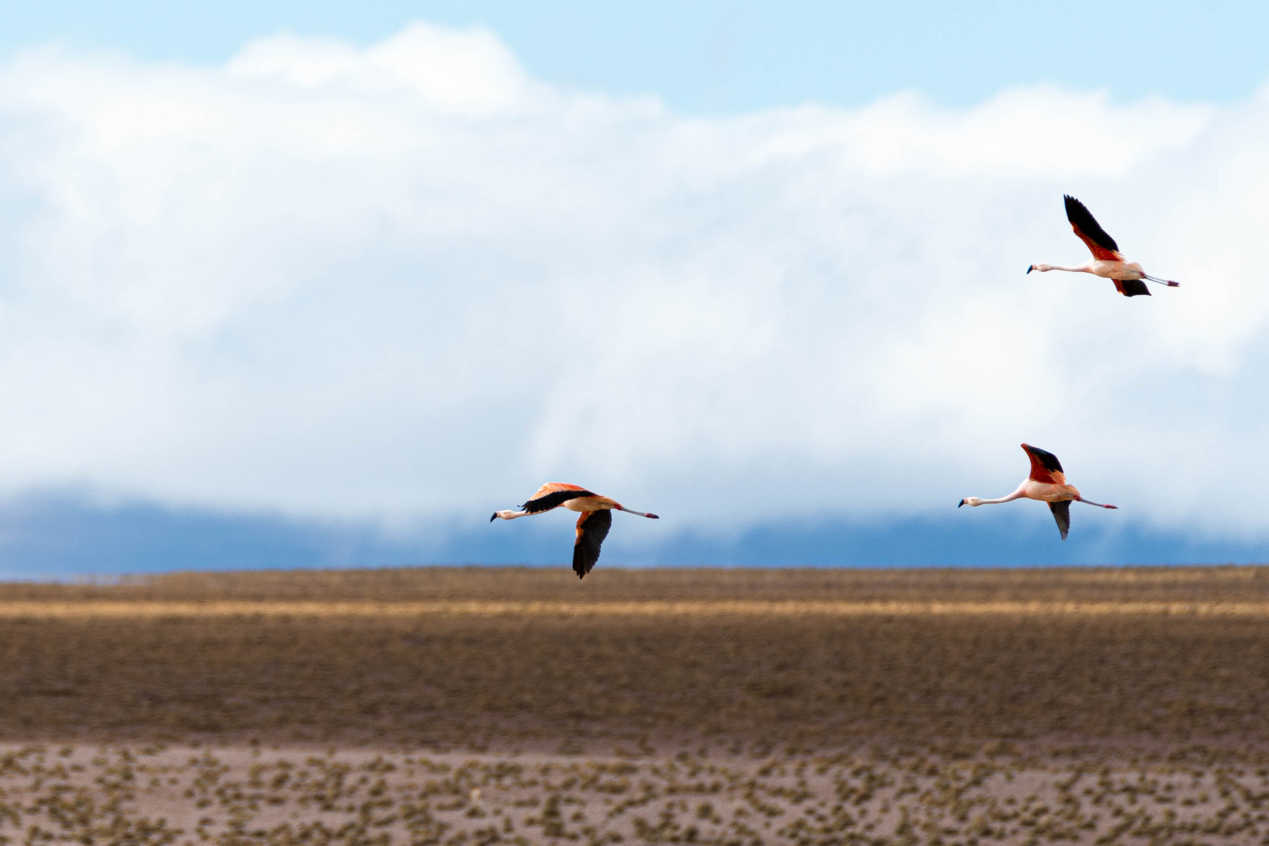 Chileense flamingo (Phoenicopterus chilensis), Reserva Nacional de Fauna Andina Eduardo Avaroa, Bolivia