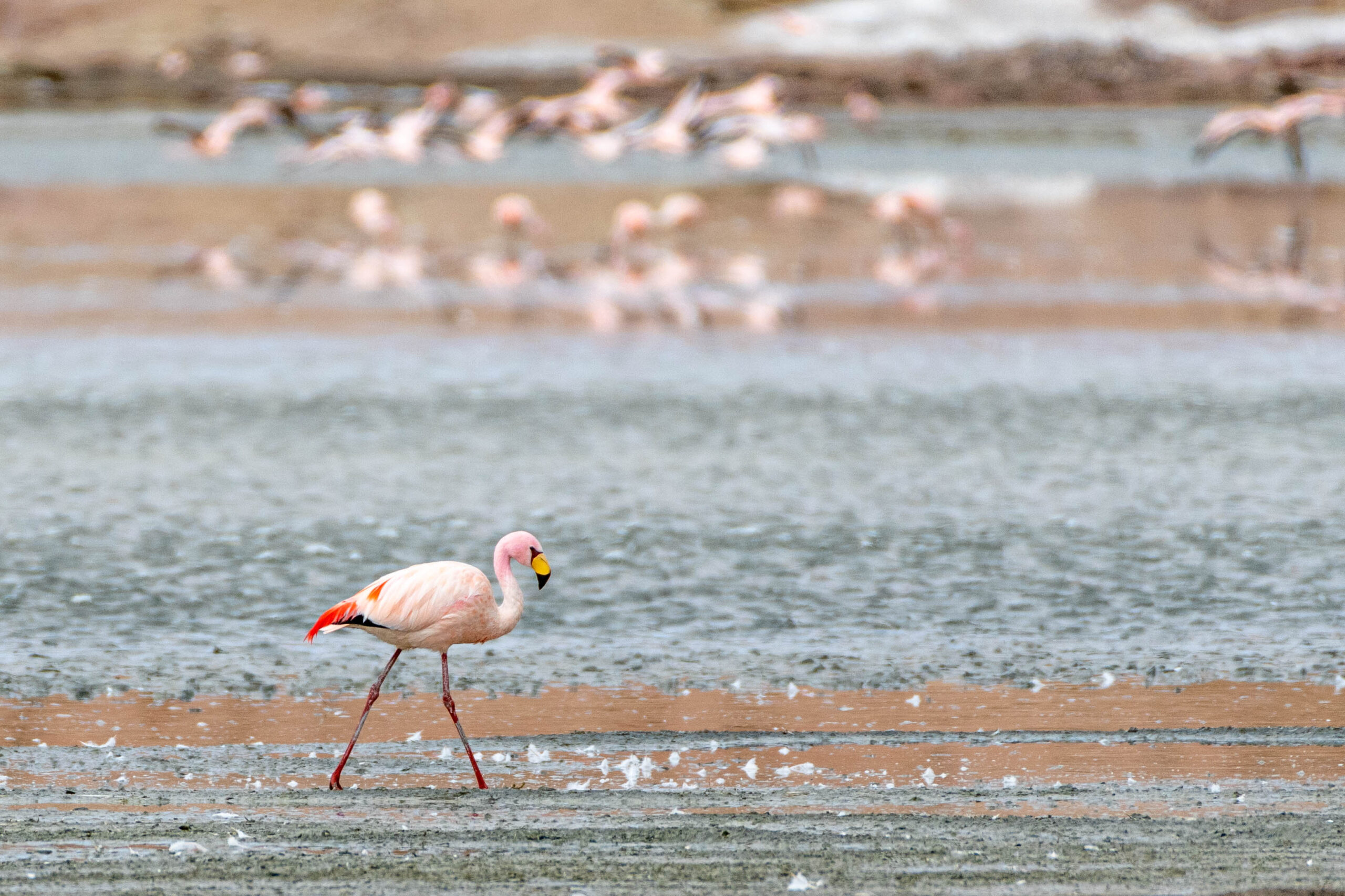 James’ flamingo (Phoenicoparrus jamesi), Reserva Nacional de Fauna Andina Eduardo Avaroa, Bolivia