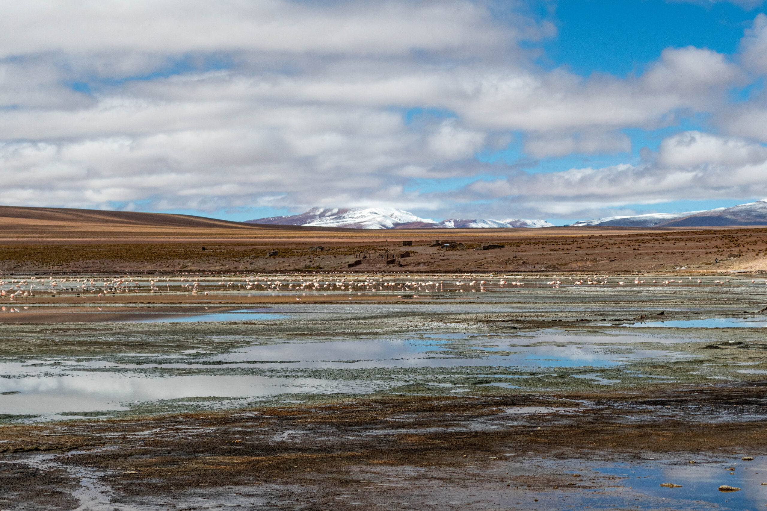 Flamingo's in Reserva Nacional de Fauna Andina Eduardo Avaroa, Bolivia