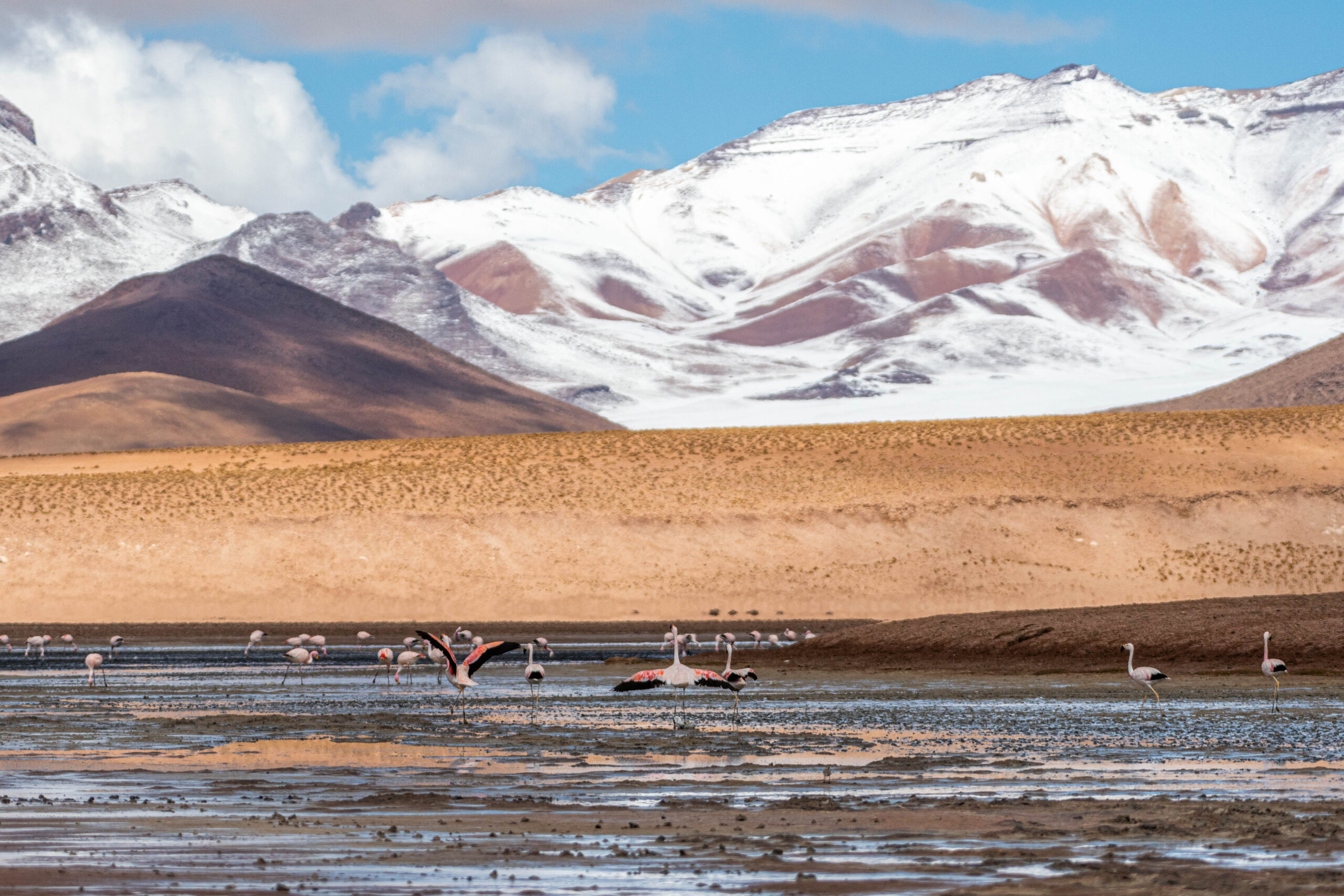 Andesflamingo (Phoenicoparrus andinus), Reserva Nacional de Fauna Andina Eduardo Avaroa, Bolivia