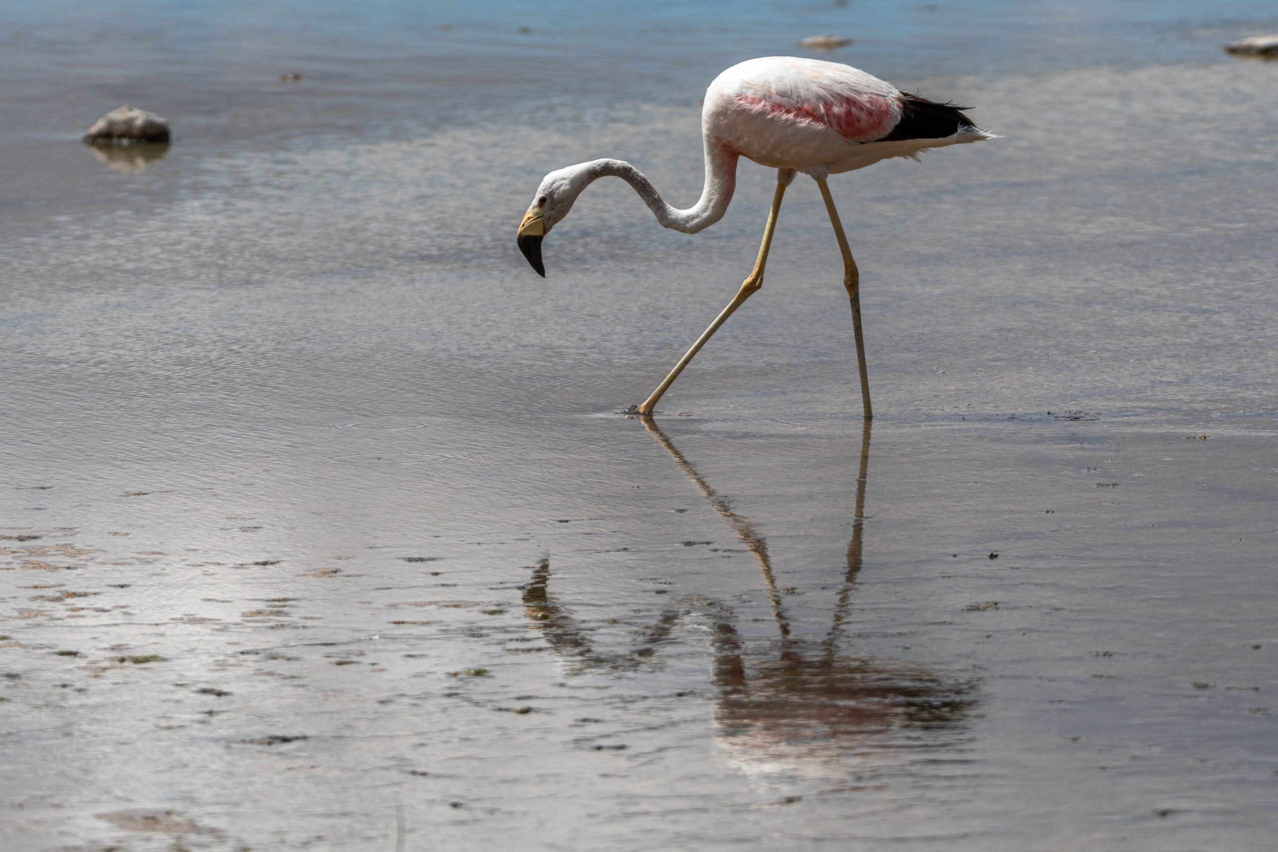 Andesflamingo (Phoenicoparrus andinus), Reserva Nacional de Fauna Andina Eduardo Avaroa, Bolivia