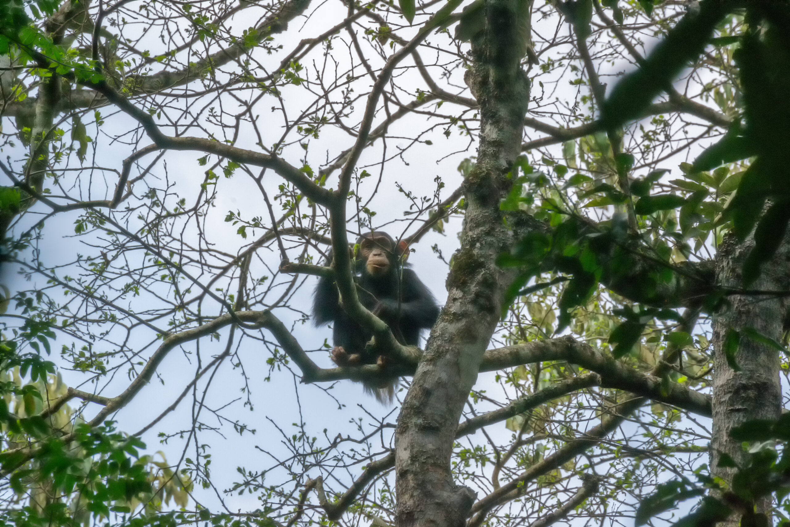 Chimpansee (Pan troglodytes), Kibale National Park, Oeganda