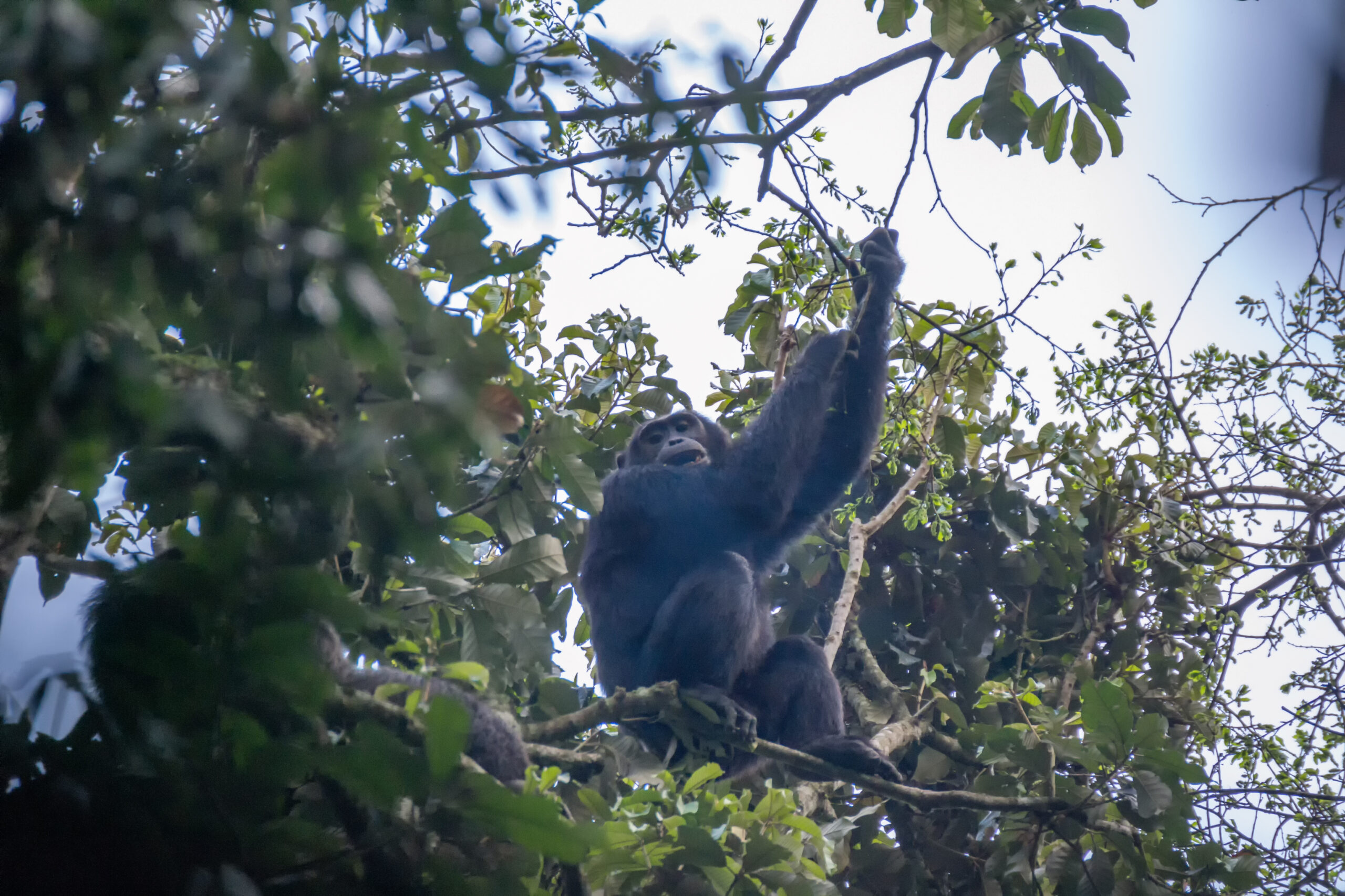 Chimpansee (Pan troglodytes), Kibale National Park, Oeganda