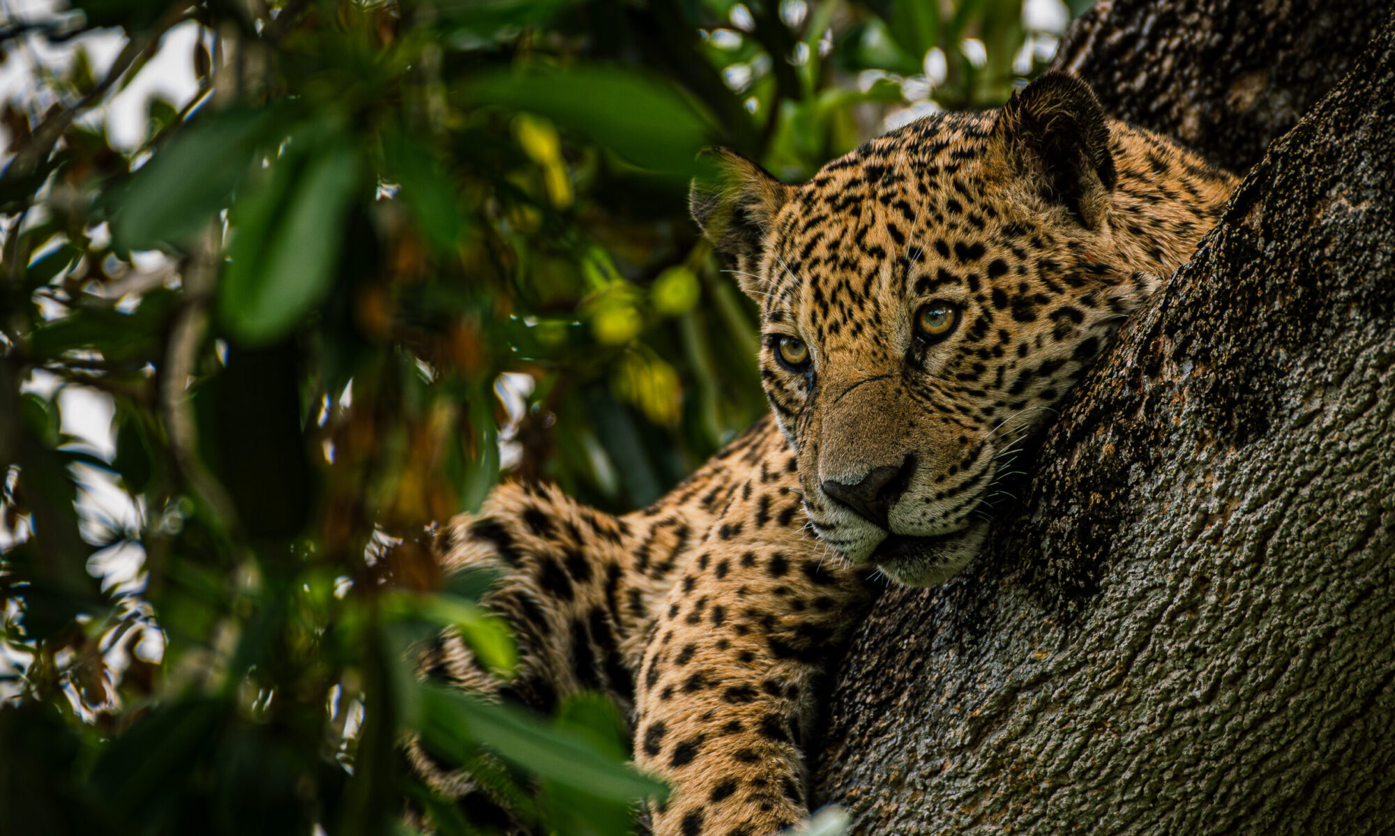 Jaguar (Panthera onca), Pantanal, Brazilië